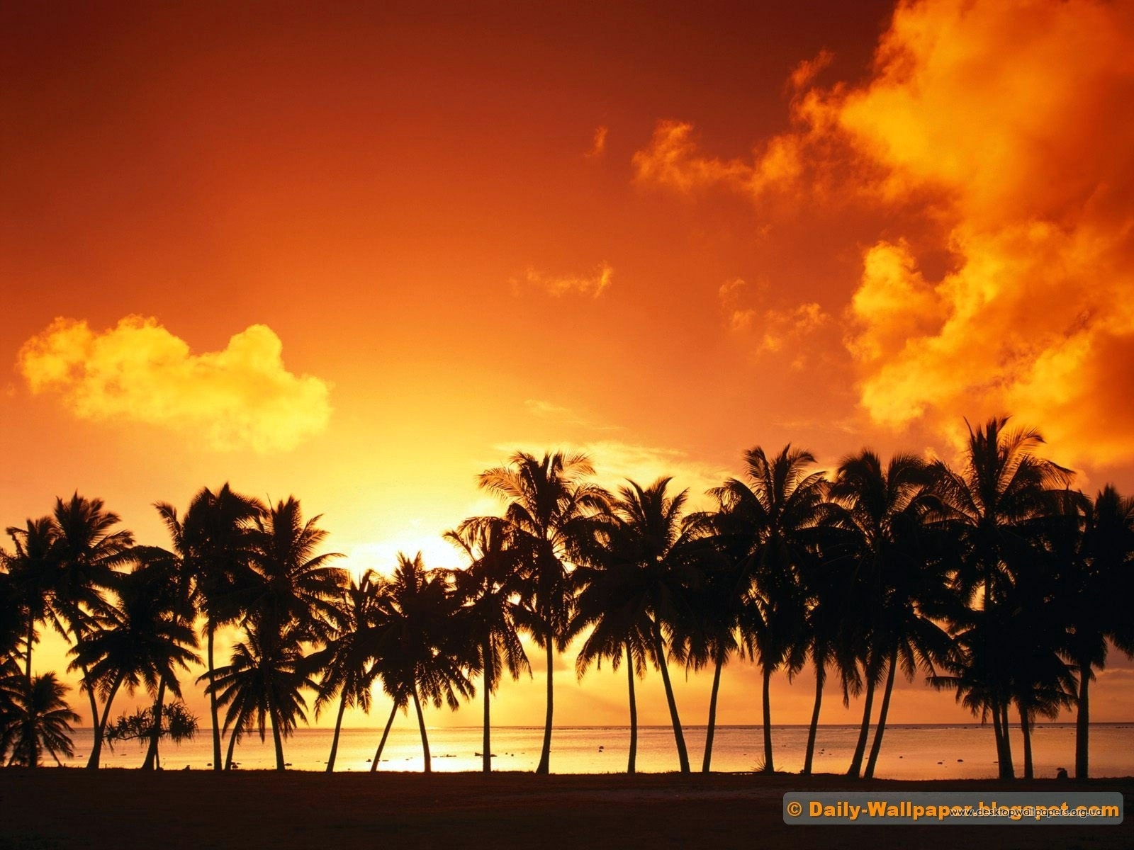 Download mobile wallpaper Sky, Trees, Landscape, Palms, Sunset for free.