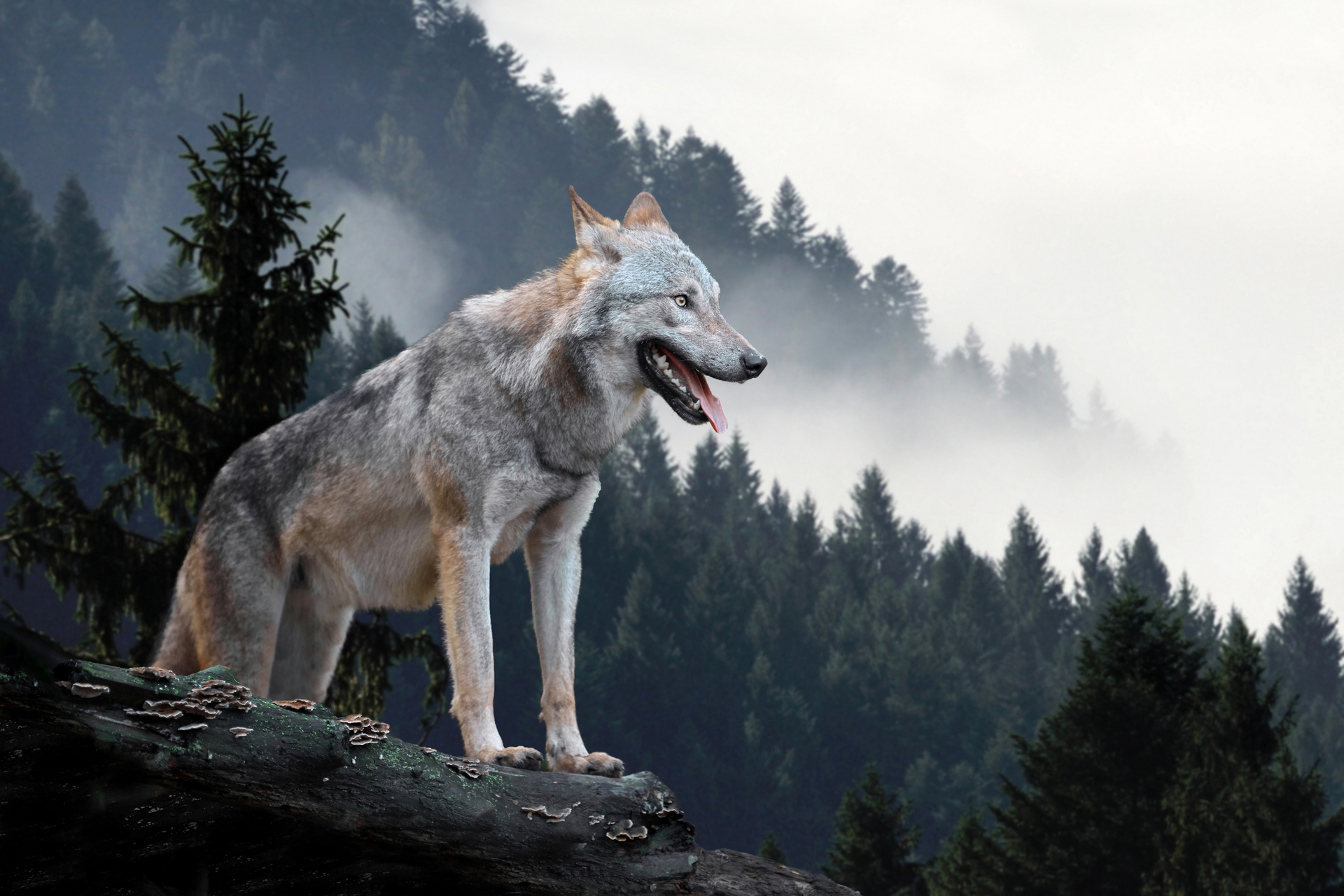 Handy-Wallpaper Tiere, Wolf kostenlos herunterladen.