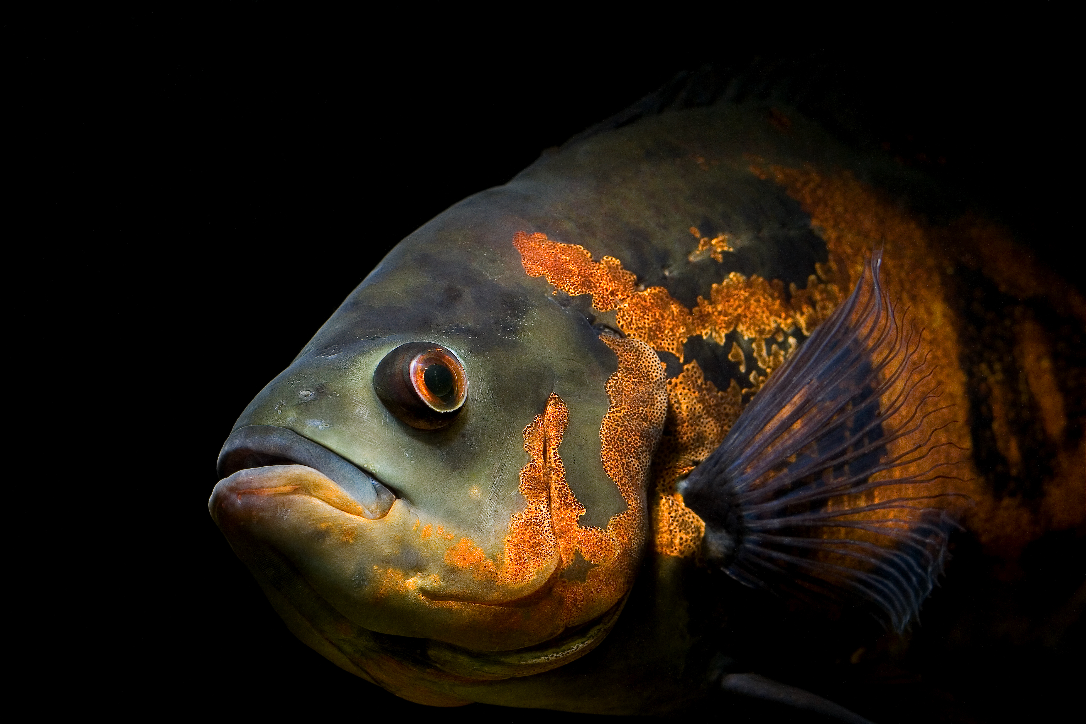 Free download wallpaper Animal, Fish, Oscar on your PC desktop