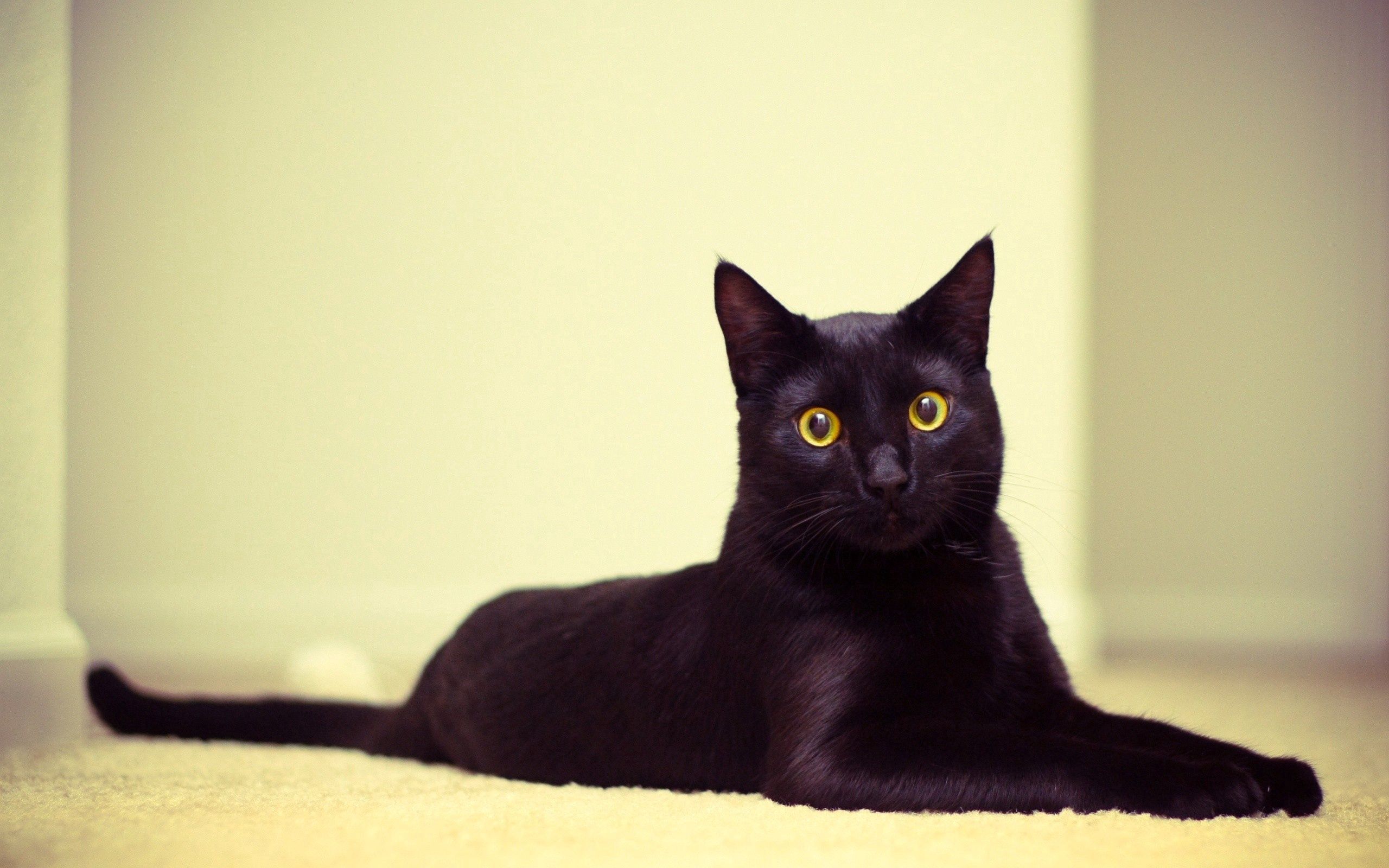 150698壁紙のダウンロード黒猫, 動物, ネコ, 猫, 嘘, 横になります, 綺麗な, 美しい-スクリーンセーバーと写真を無料で