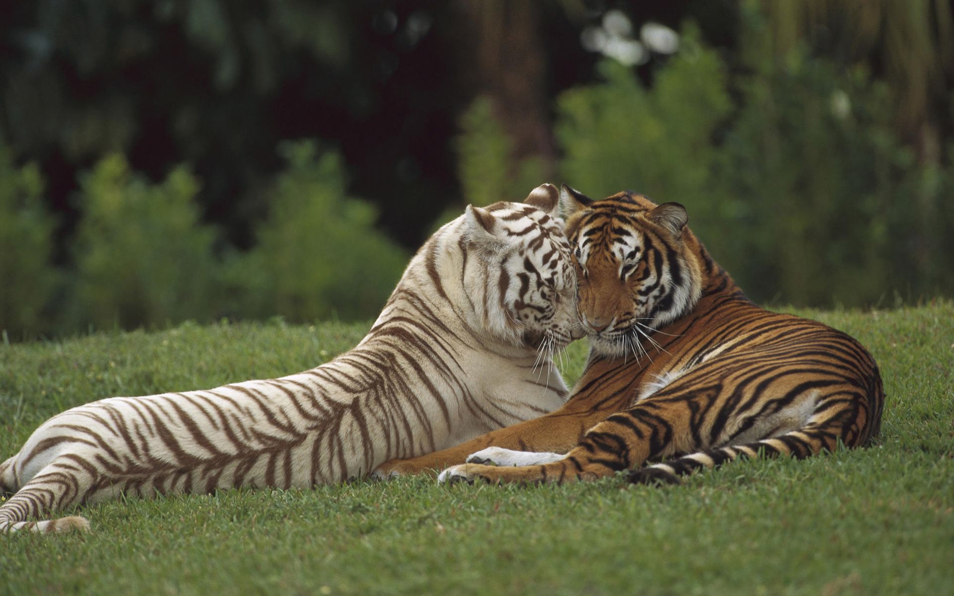 Descarga gratuita de fondo de pantalla para móvil de Gatos, Animales, Tigre.