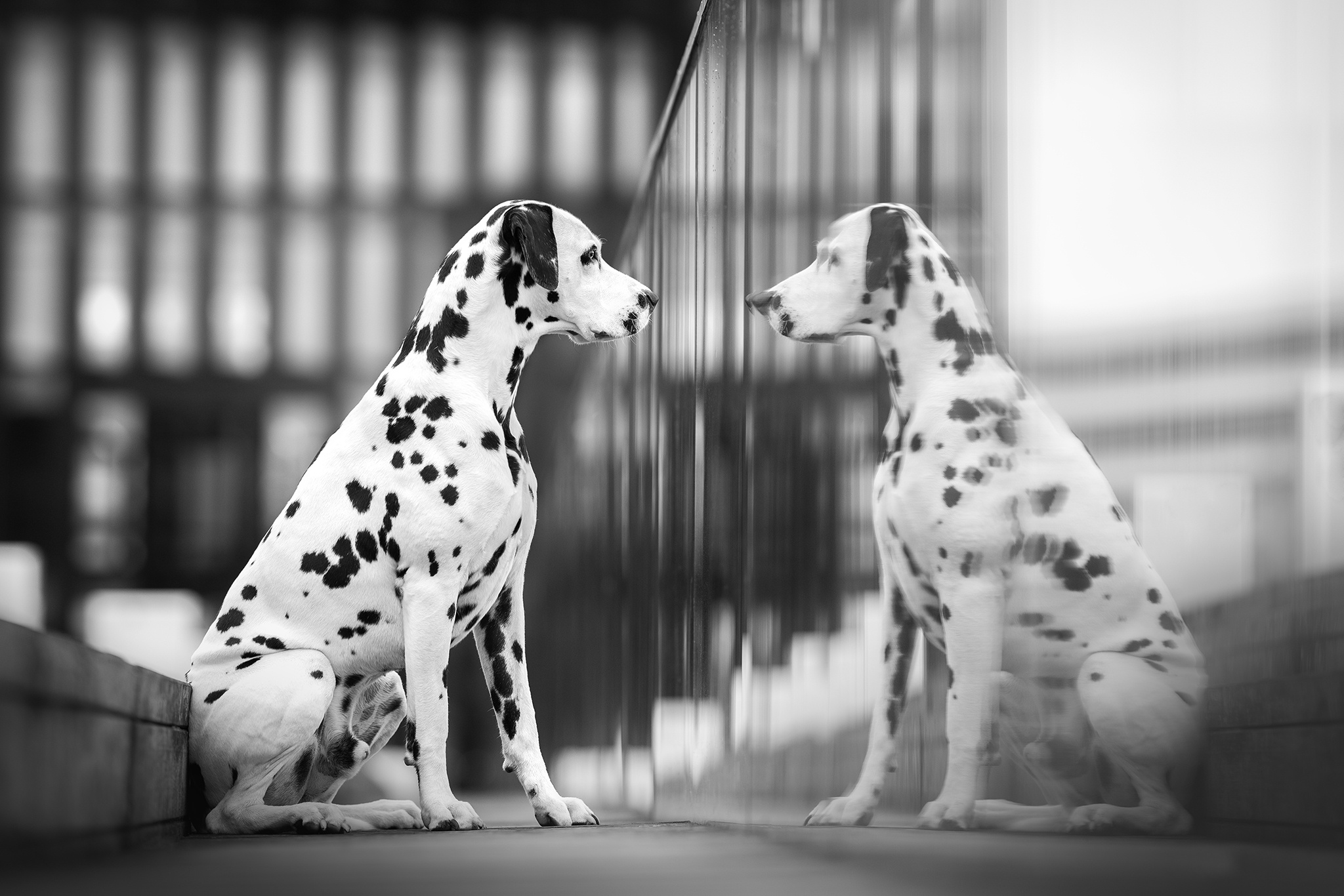 Download mobile wallpaper Dogs, Reflection, Dog, Animal, Dalmatian for free.
