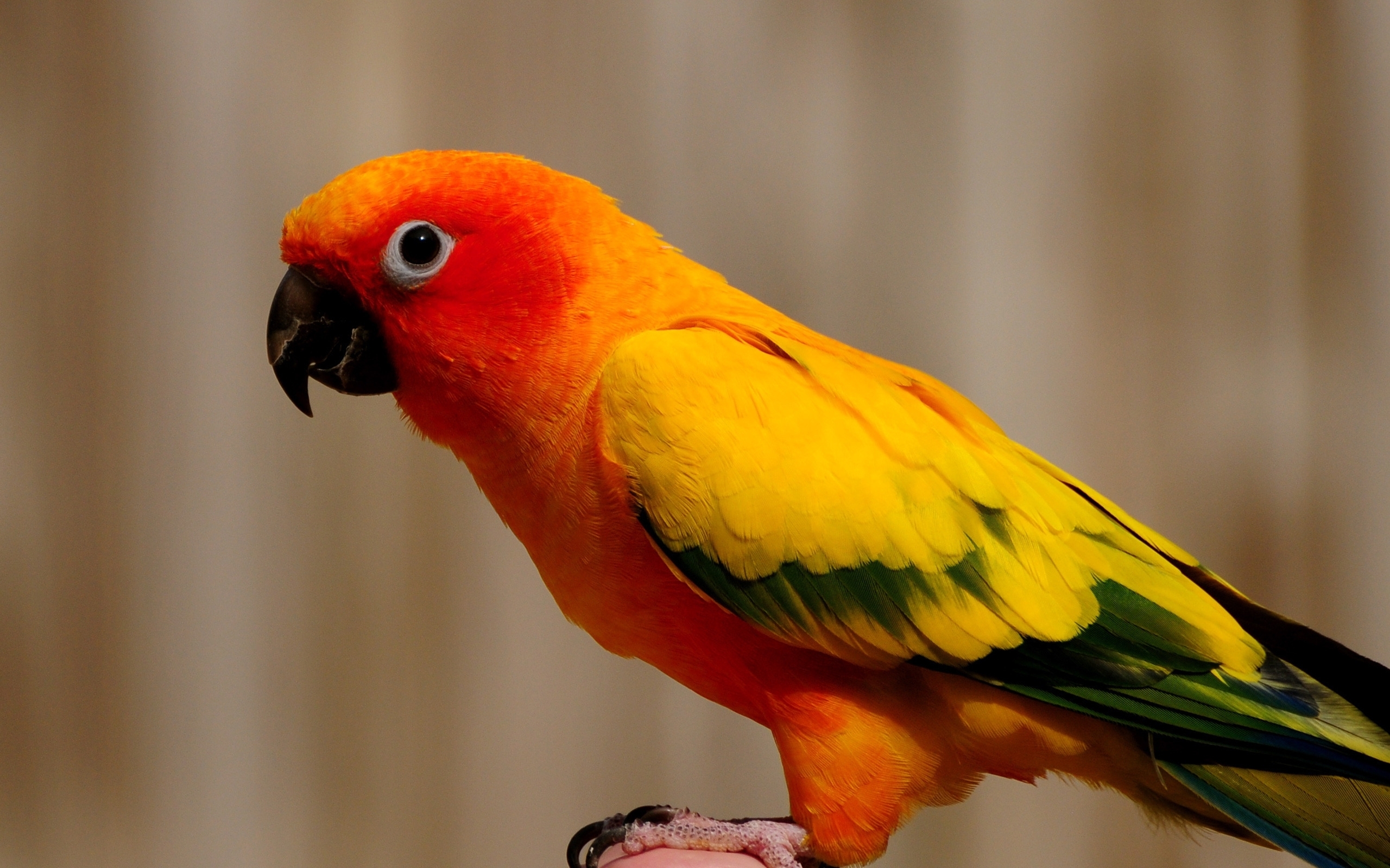 PCデスクトップに動物, 鳥, オレンジ, オウム画像を無料でダウンロード