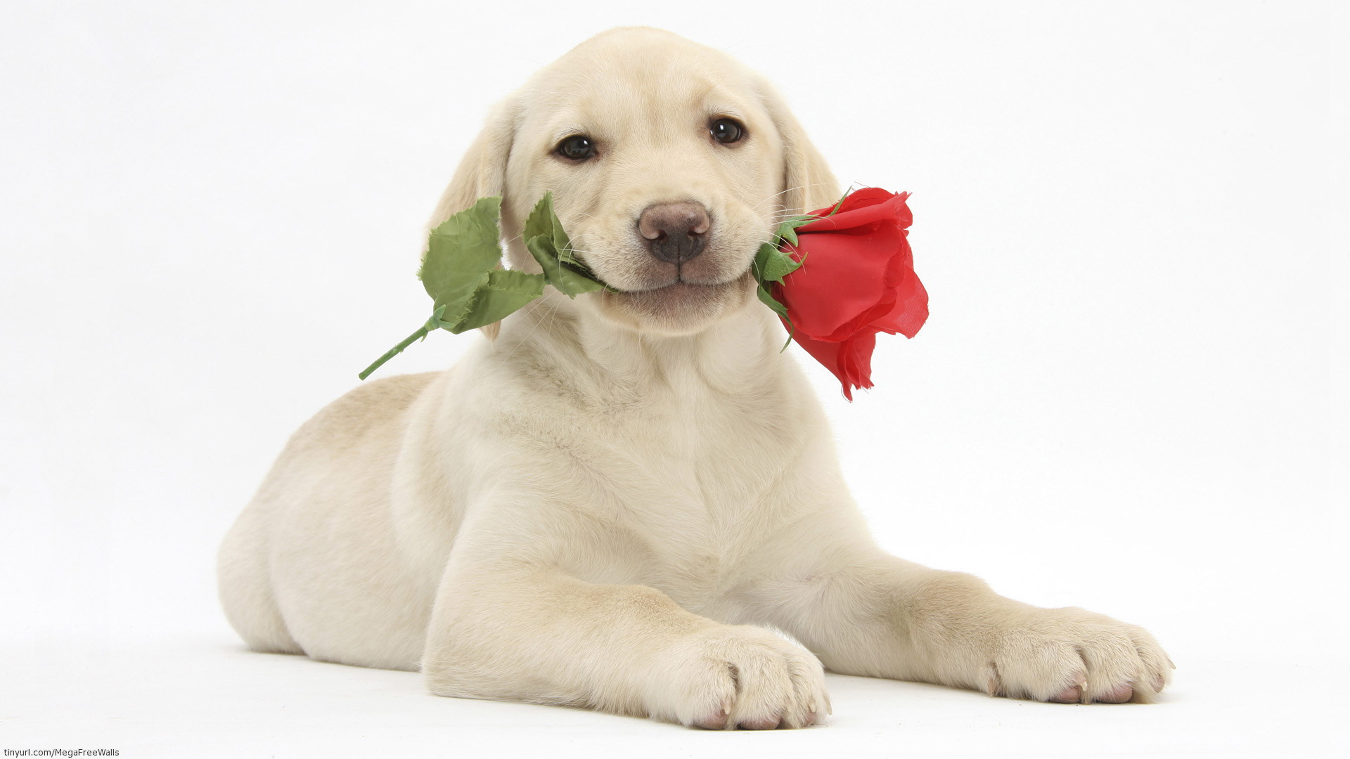 Free download wallpaper Dog, Animal, Puppy, Cute on your PC desktop