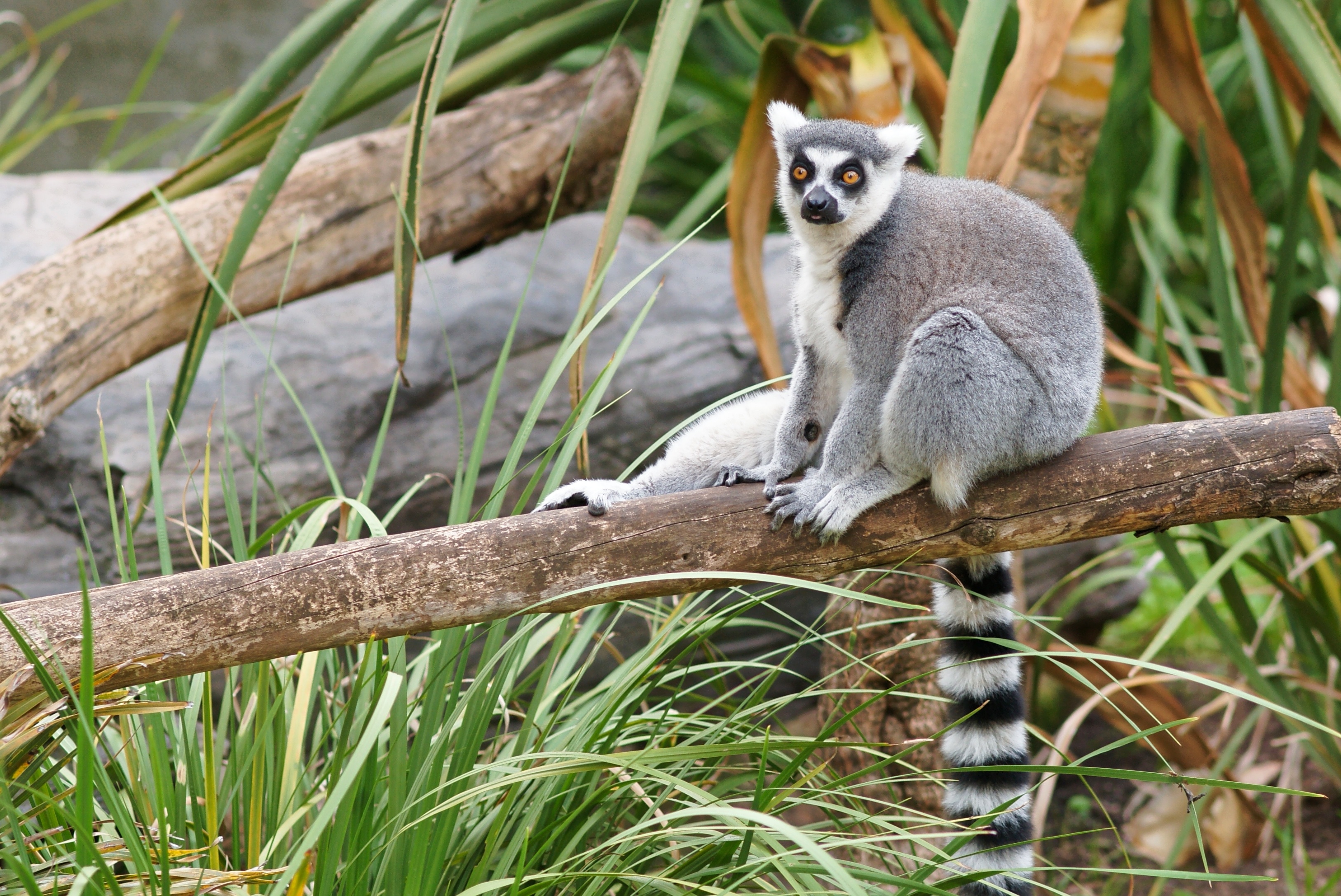 301233 Bild herunterladen tiere, lemur, affen - Hintergrundbilder und Bildschirmschoner kostenlos