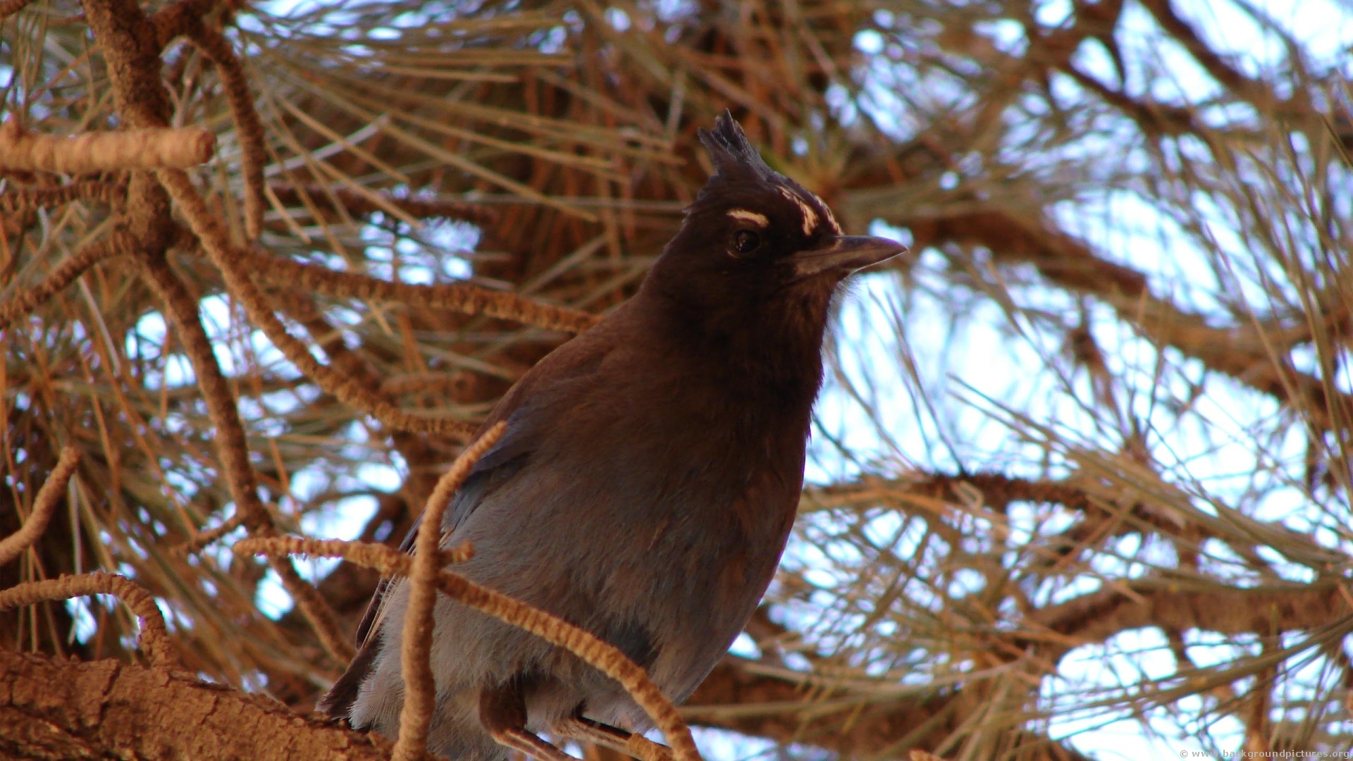 Descarga gratuita de fondo de pantalla para móvil de Animales, Aves, Ave.