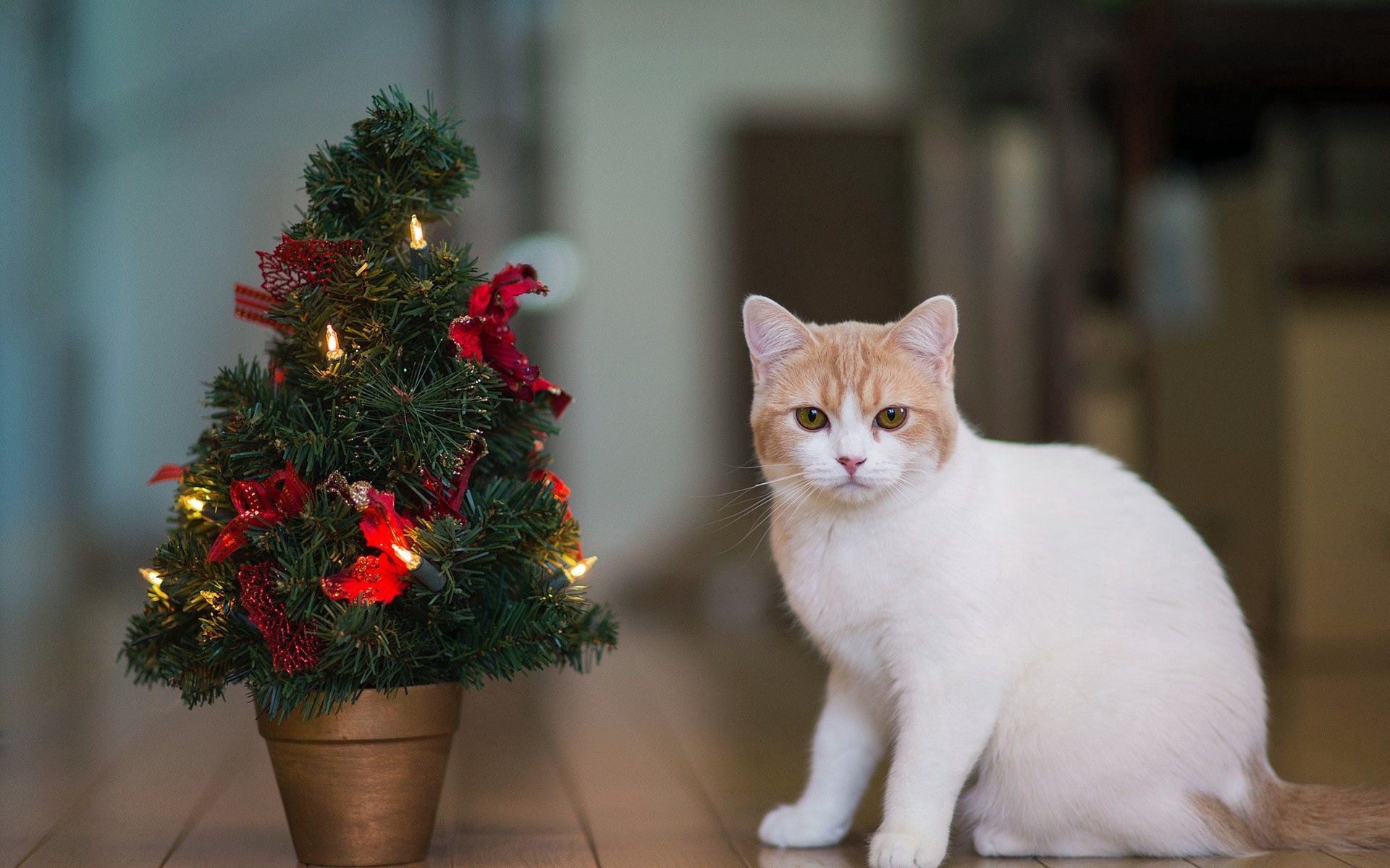 animals, new year, cat, christmas tree, home, domestic