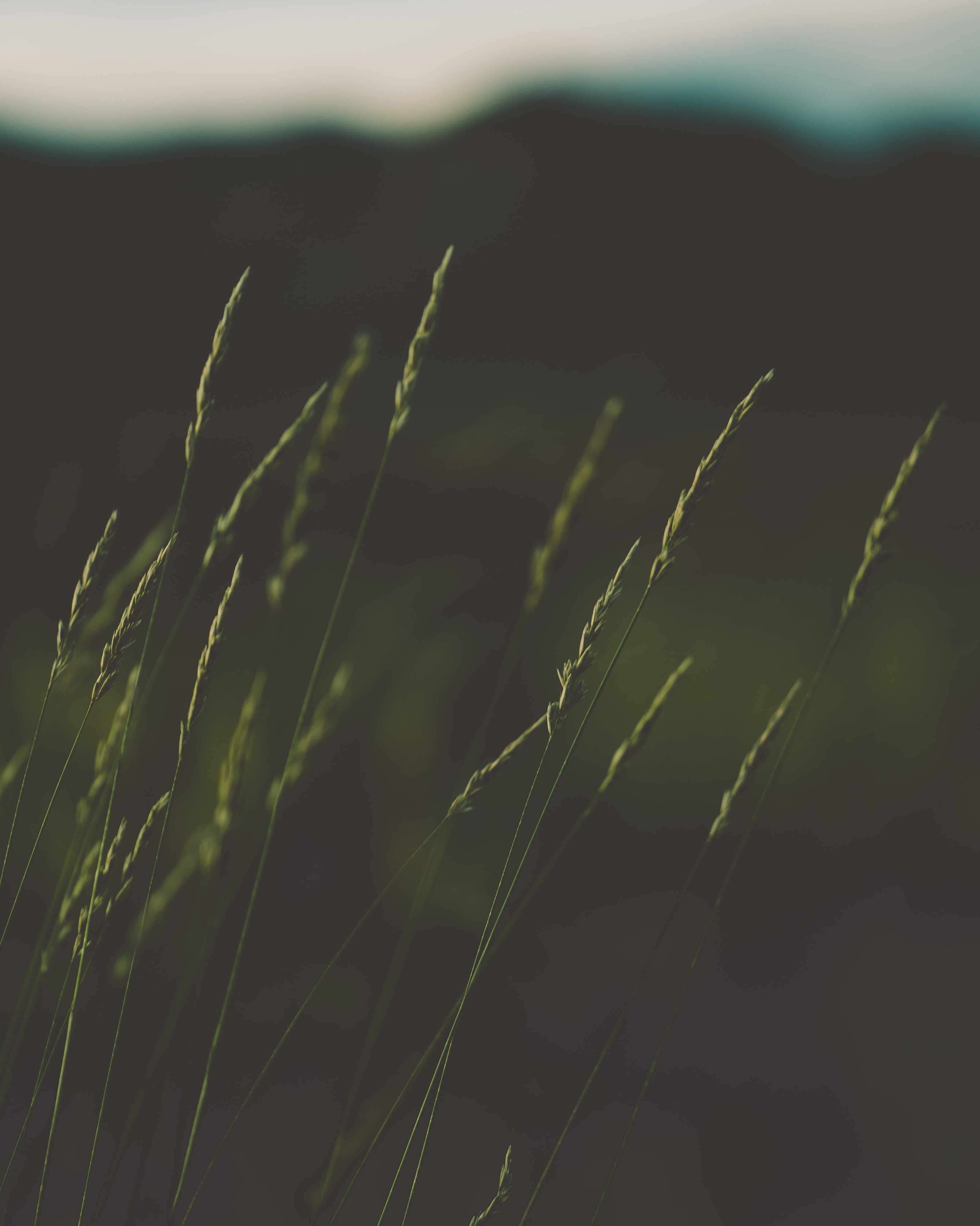 nature, grass, plant, macro, ears, spikes