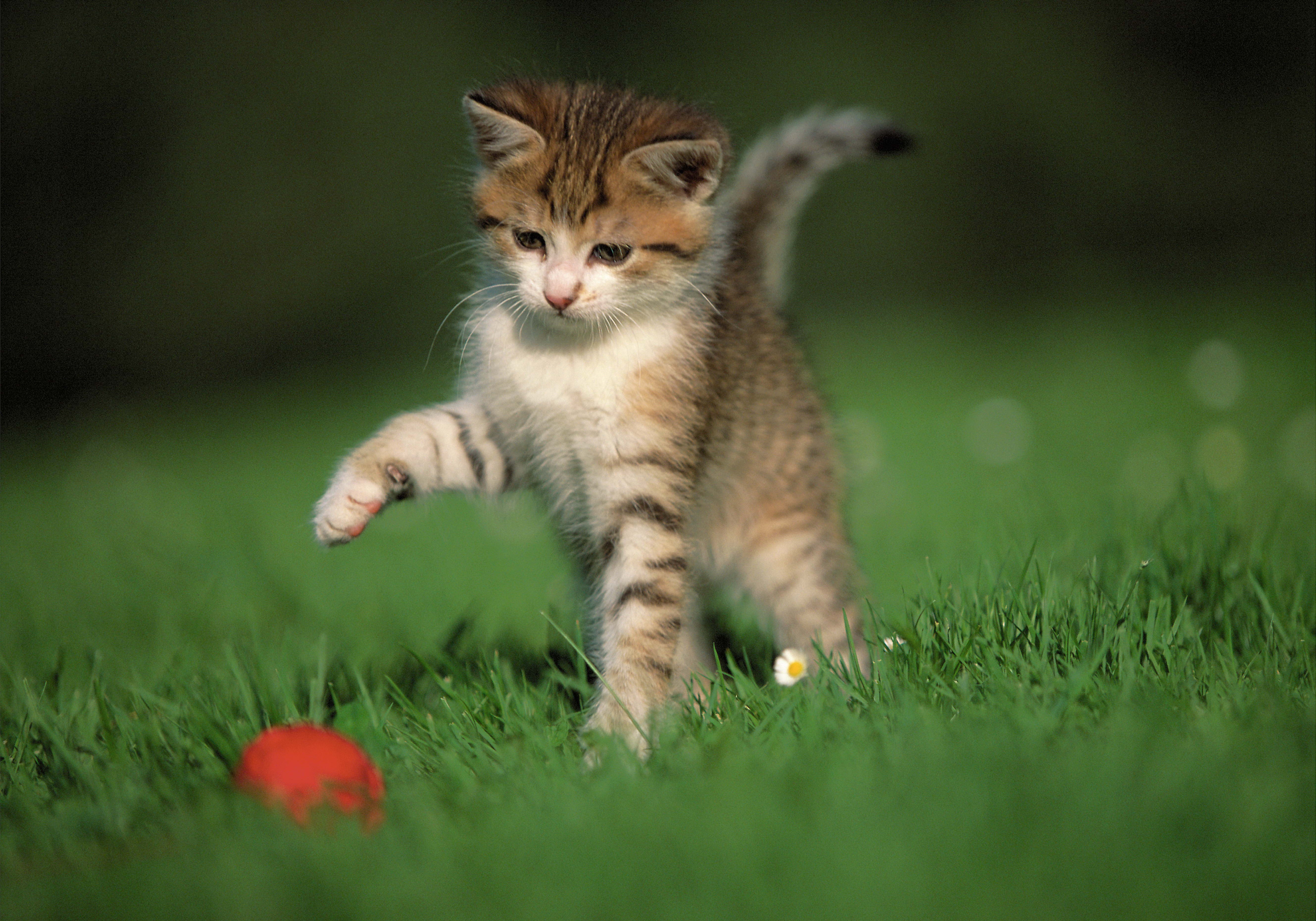 Laden Sie das Grass, Spiel, Das Spiel, Ball, Tiere, Kätzchen-Bild kostenlos auf Ihren PC-Desktop herunter