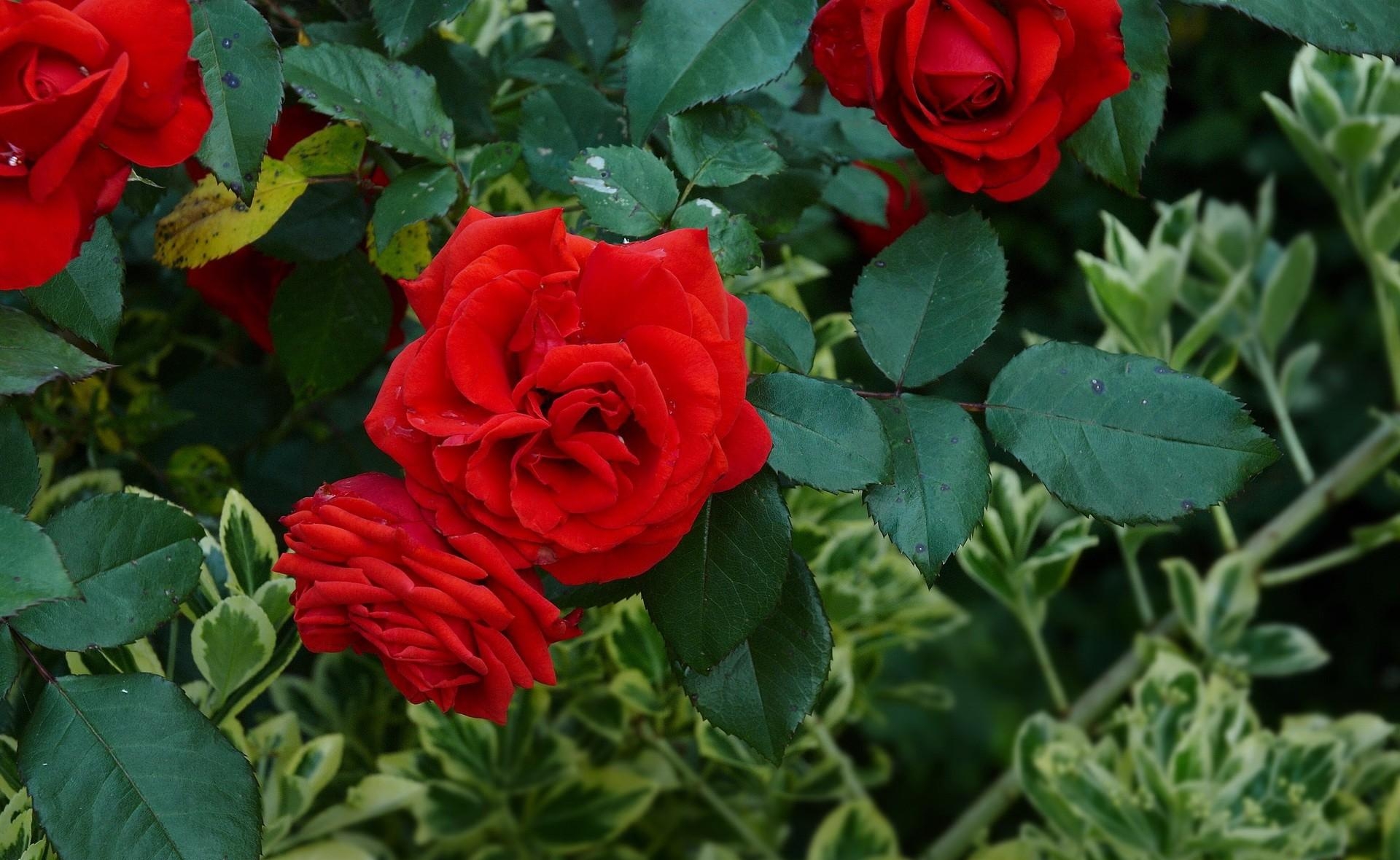 Descarga gratis la imagen Flores, Verduras, Arbusto, Roses, Jardín en el escritorio de tu PC
