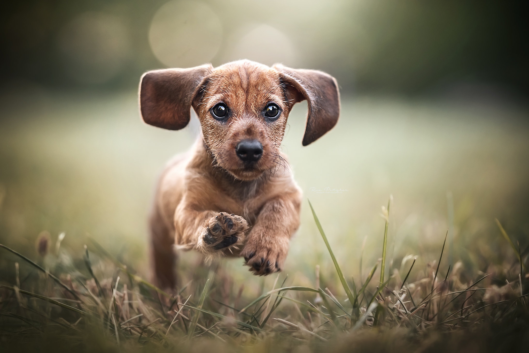 Free download wallpaper Dogs, Dog, Animal, Puppy, Dachshund, Baby Animal on your PC desktop
