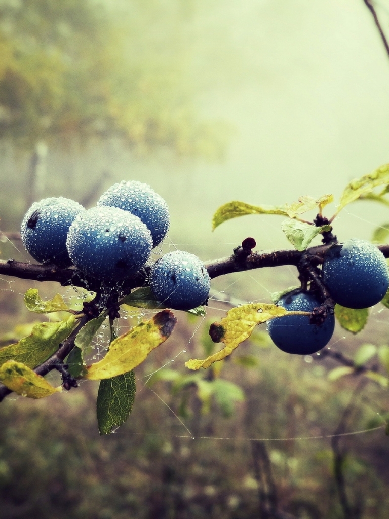 Download mobile wallpaper Food, Blueberry for free.