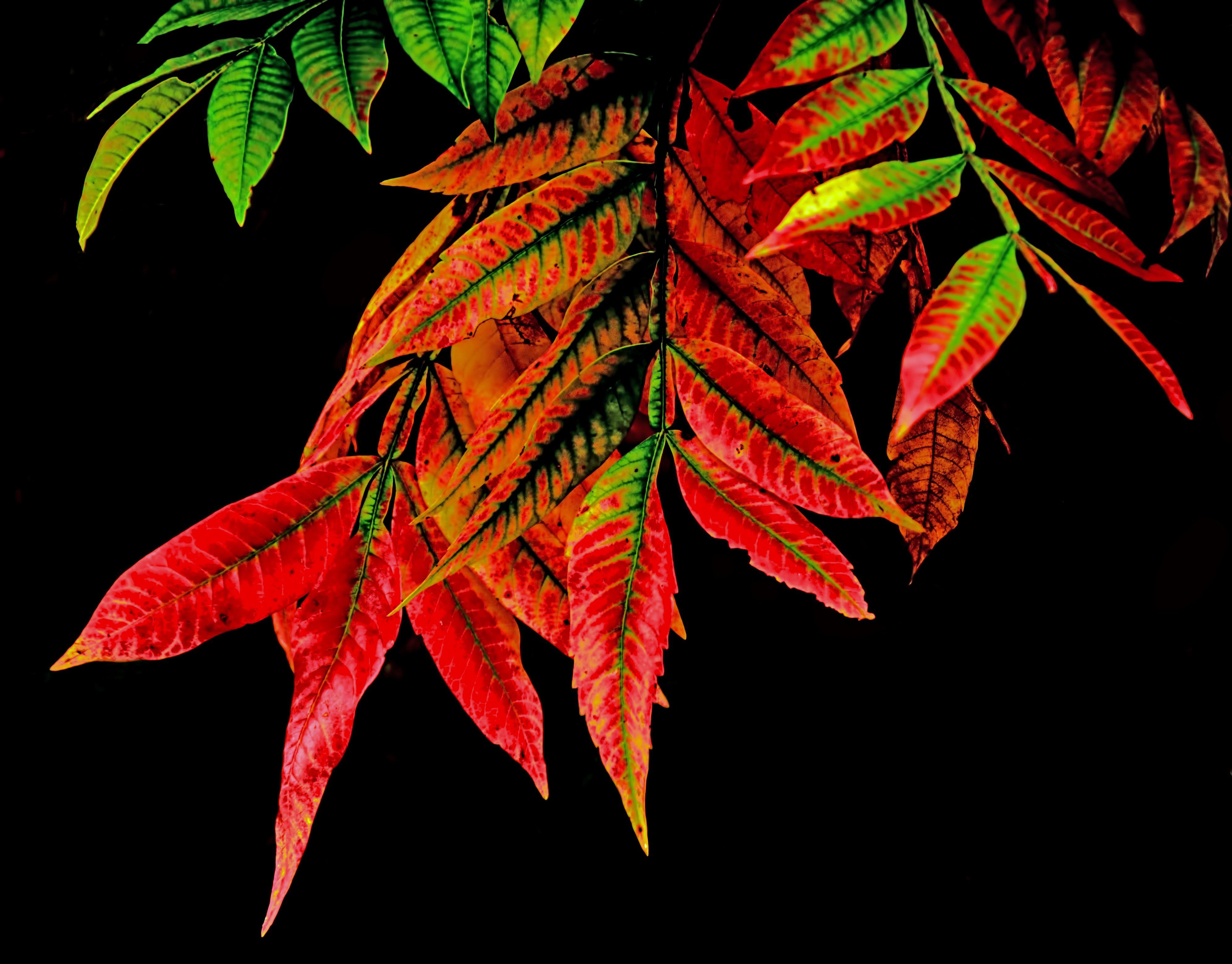 Free download wallpaper Leaf, Earth on your PC desktop