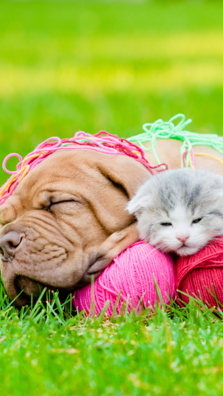 Download mobile wallpaper Grass, Cat, Kitten, Dog, Animal, Puppy, Sleeping, Cute, Baby Animal, Cat & Dog for free.