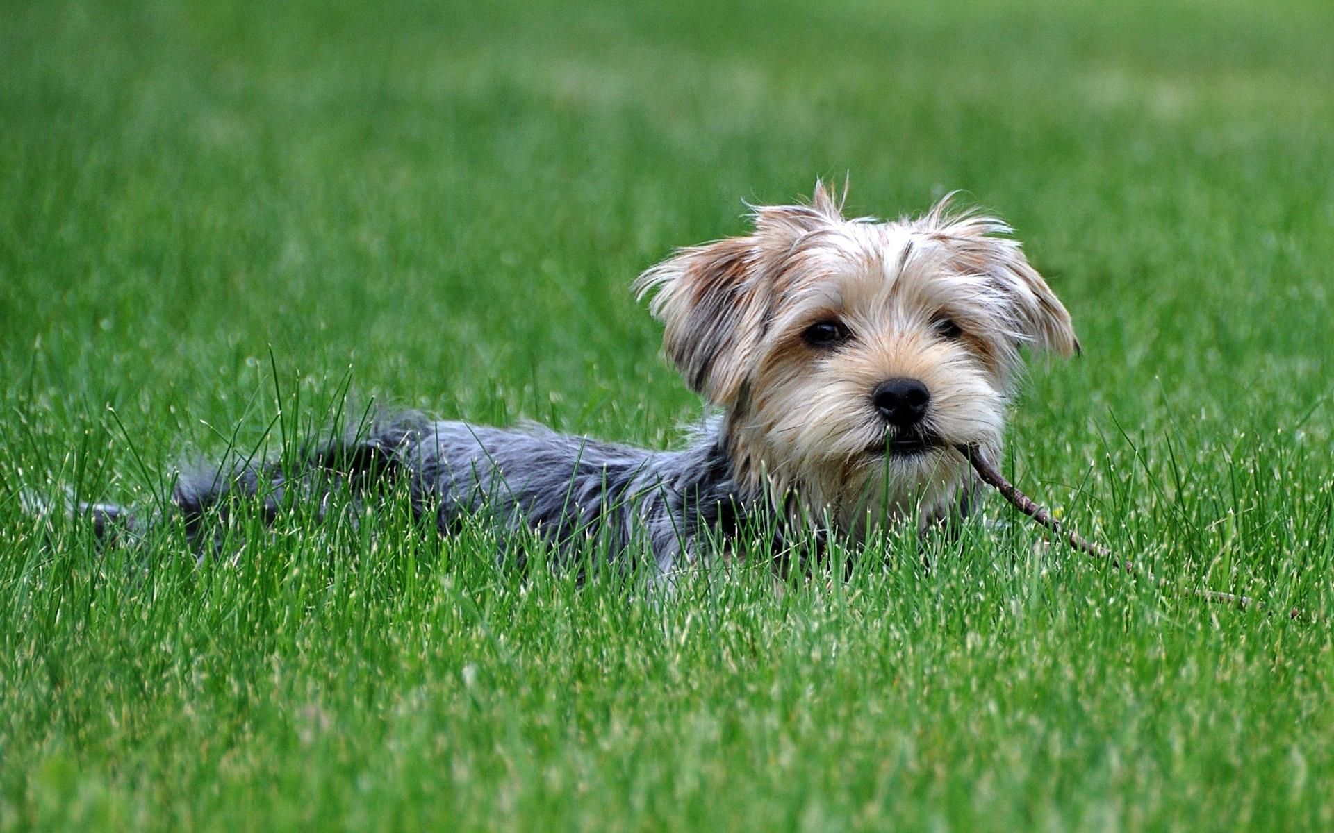 Download mobile wallpaper Animals, Grass, Stroll, Dog, Yorkshire Terrier for free.