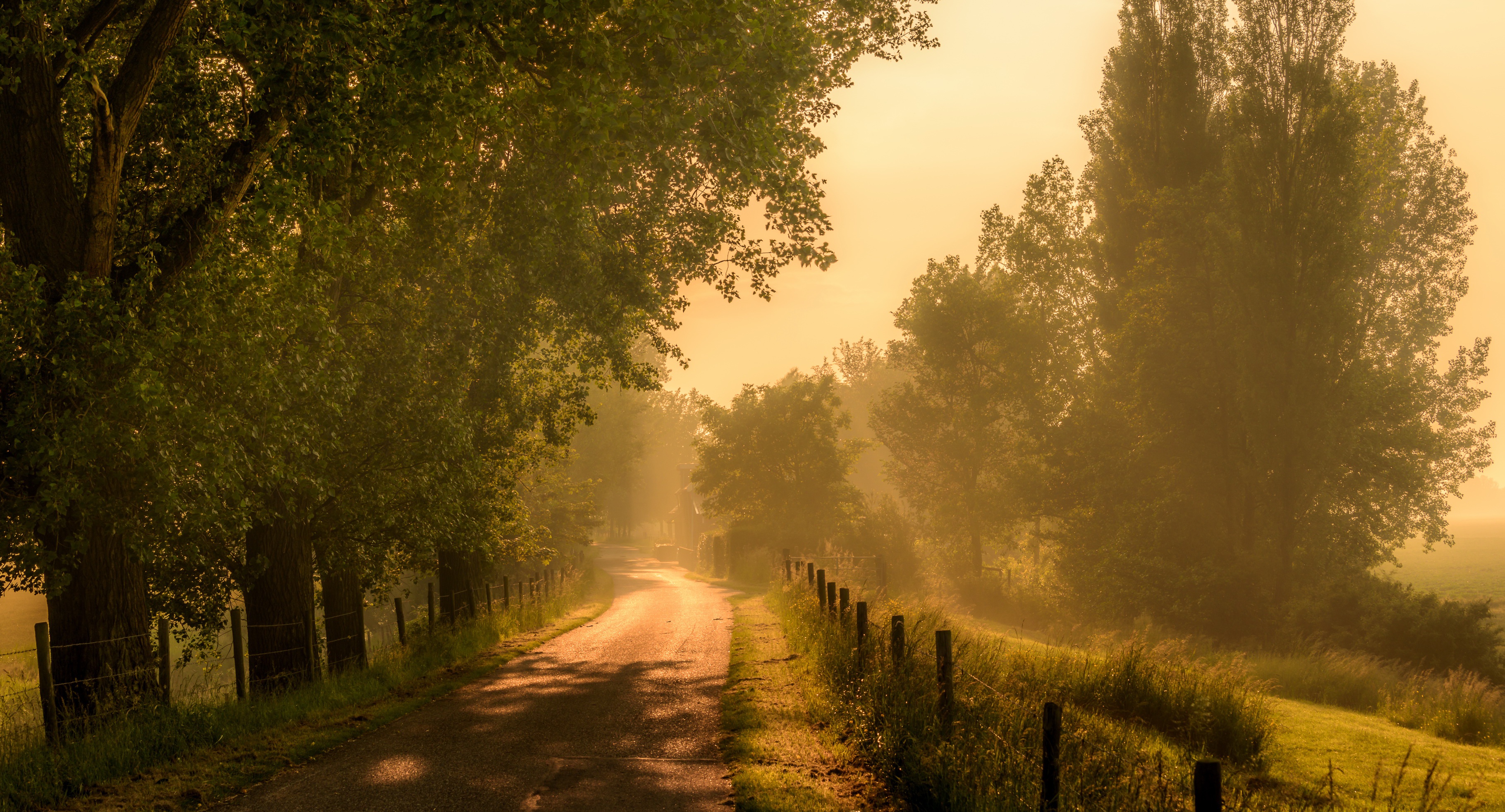 Free download wallpaper Nature, Road, Tree, Fog, Man Made on your PC desktop