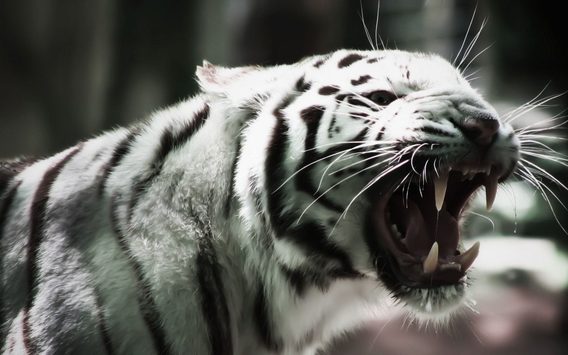 Laden Sie das Weißer Tiger, Katzen, Tiere-Bild kostenlos auf Ihren PC-Desktop herunter