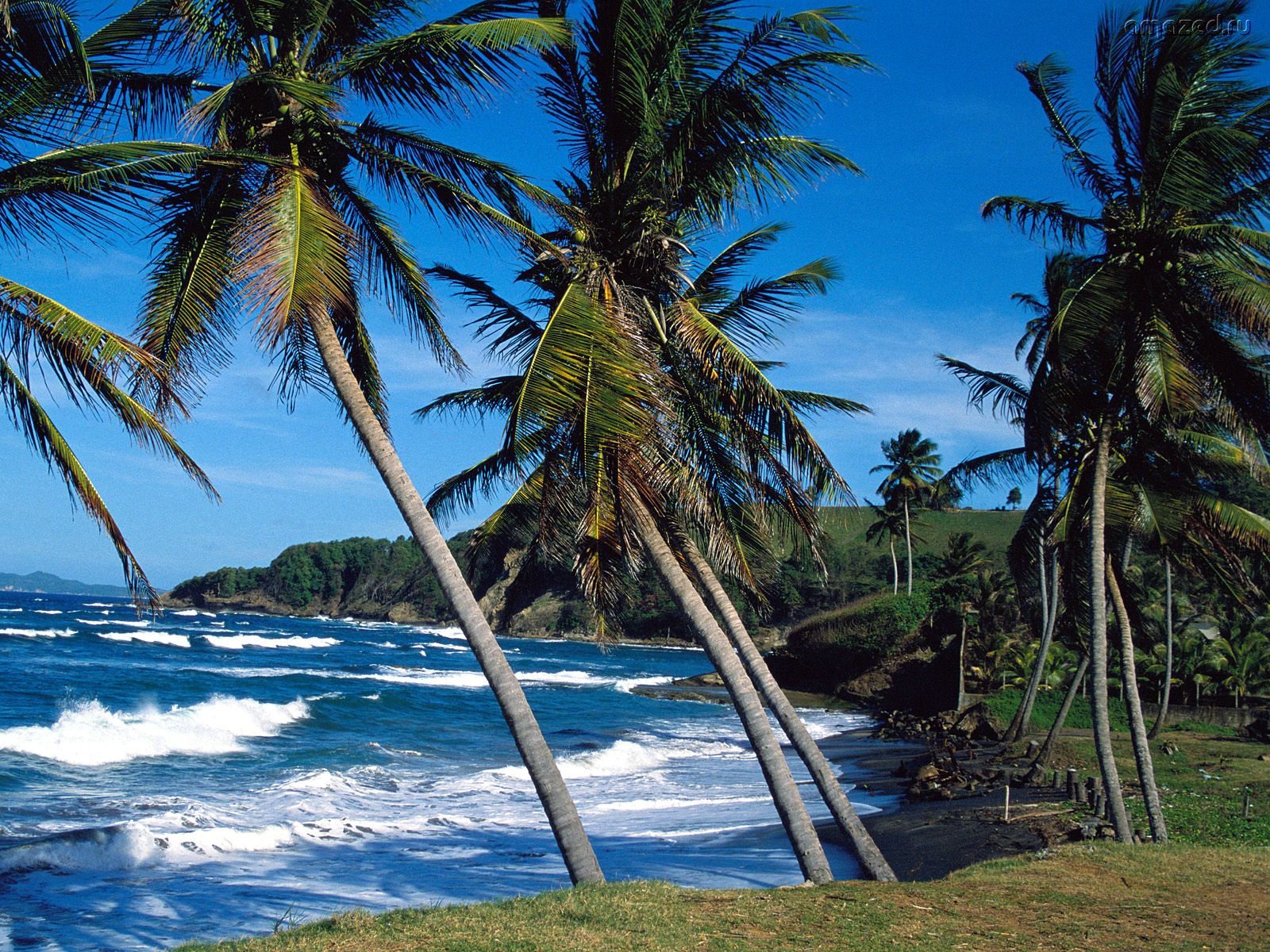 15555 descargar imagen palms, paisaje, agua, árboles, mar, azul: fondos de pantalla y protectores de pantalla gratis