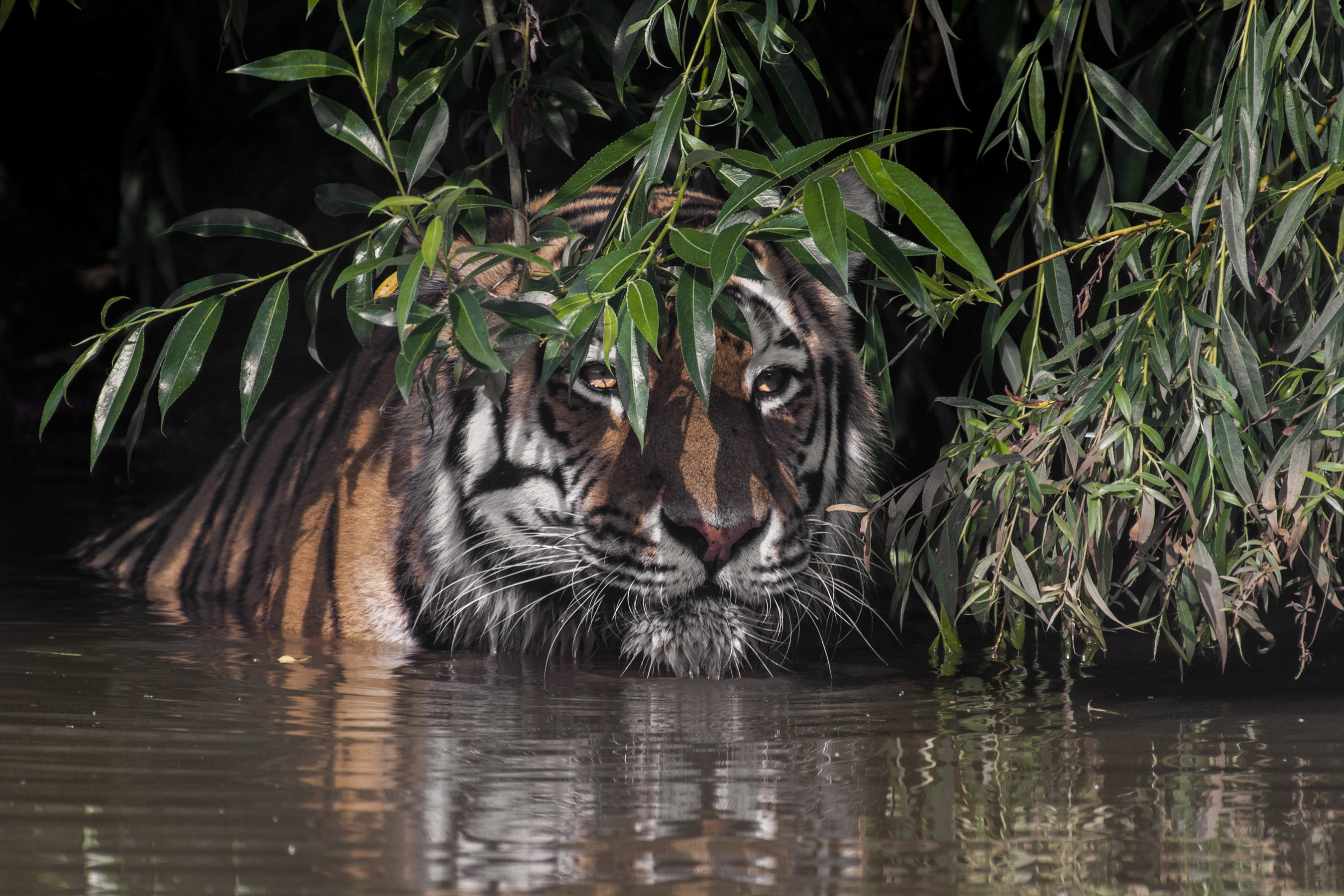 Laden Sie das Katzen, Tiere, Tiger-Bild kostenlos auf Ihren PC-Desktop herunter