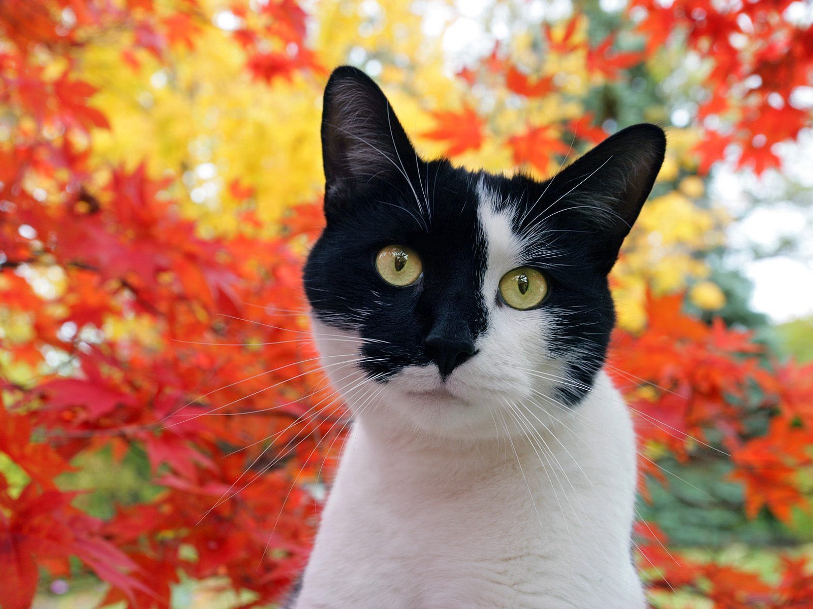 animals, autumn, leaves, cat, muzzle, spotted, spotty