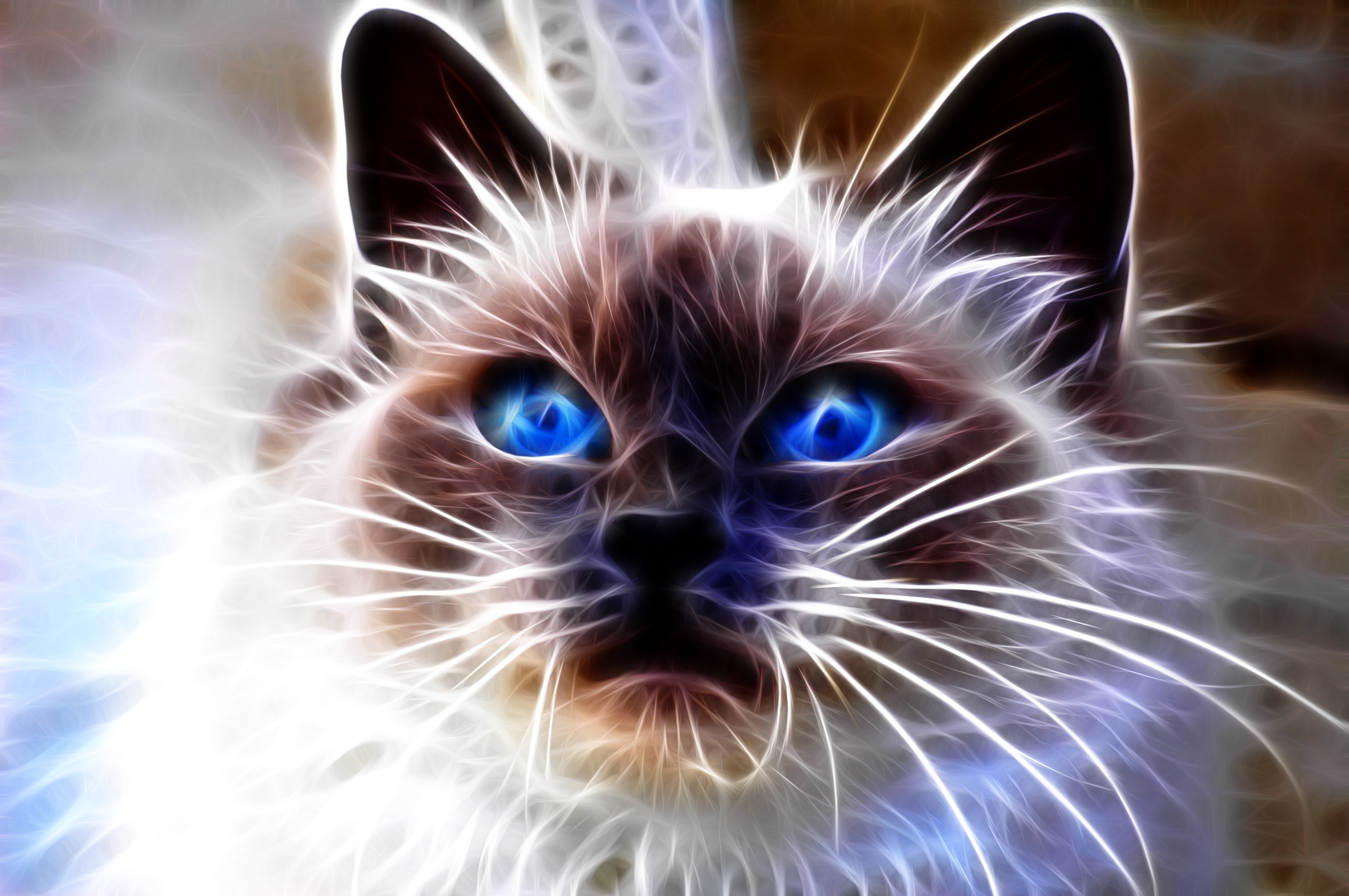 131822 завантажити картинку абстракція, кіт, кішка, морда, погляд, заява, блакитноокий - шпалери і заставки безкоштовно