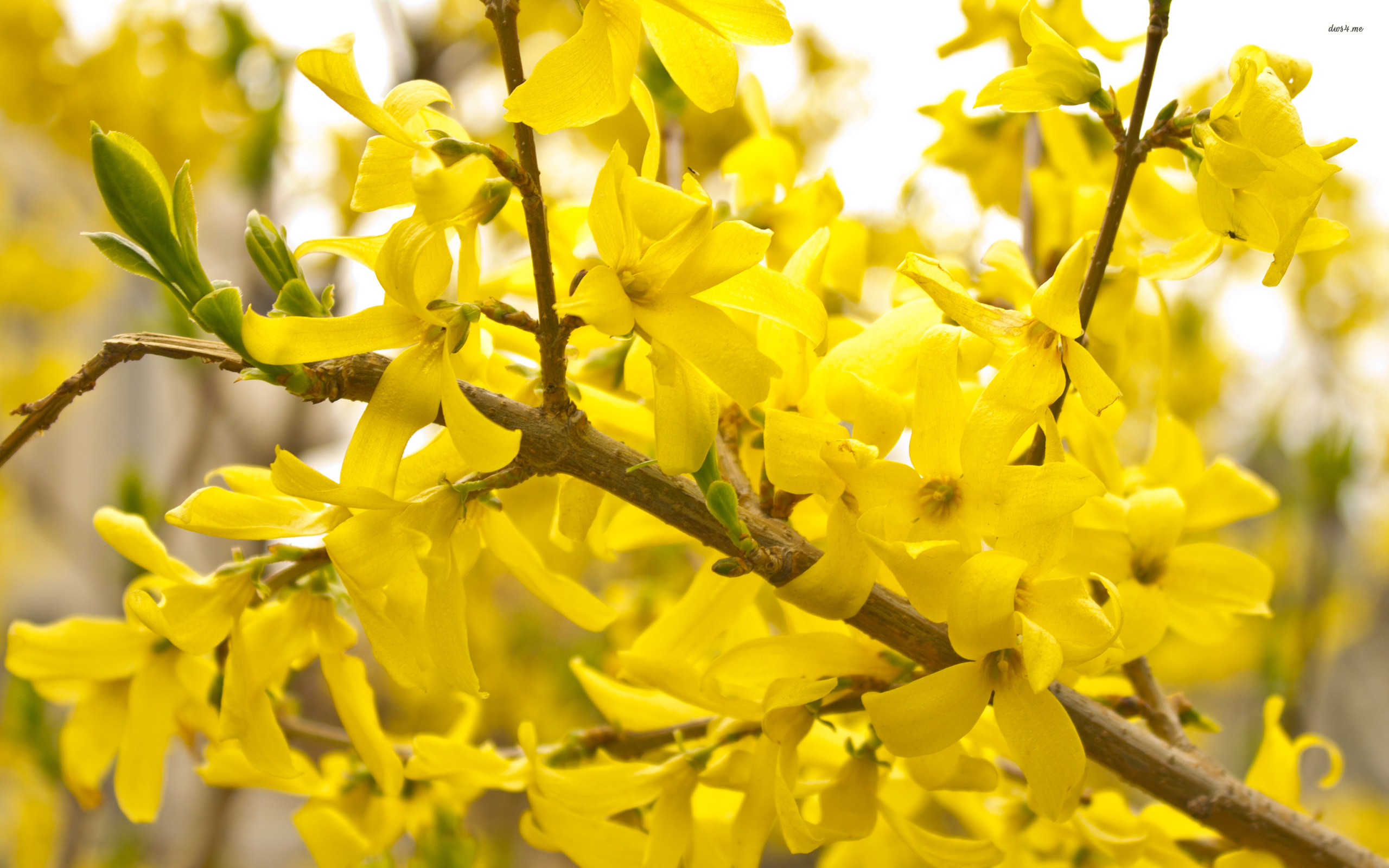 Descarga gratuita de fondo de pantalla para móvil de Flores, Flor, Tierra/naturaleza.