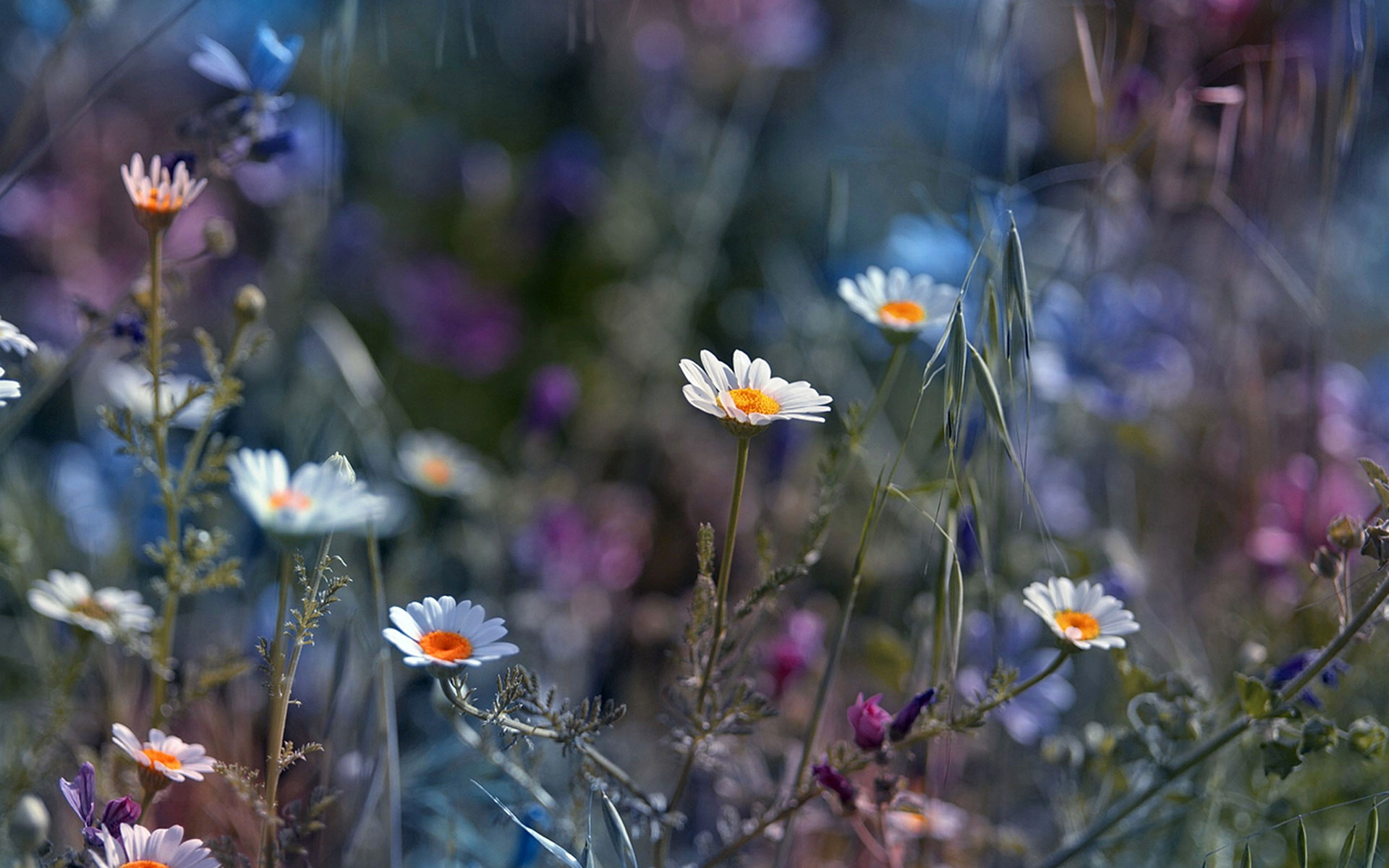 Free download wallpaper Daisy, Flowers, Earth on your PC desktop