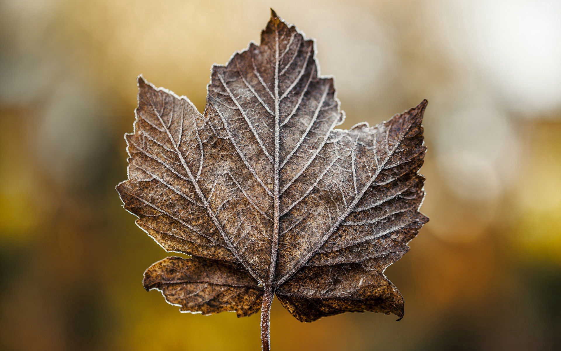 maple, macro, sheet, leaf, frost, hoarfrost, dry