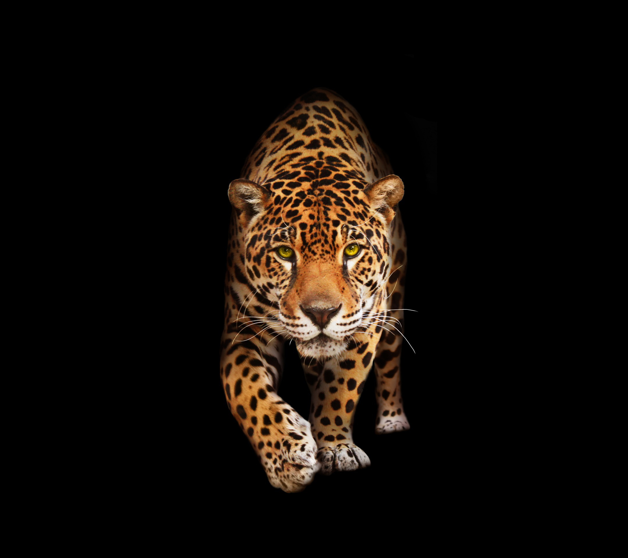 Download mobile wallpaper Cats, Leopard, Animal for free.