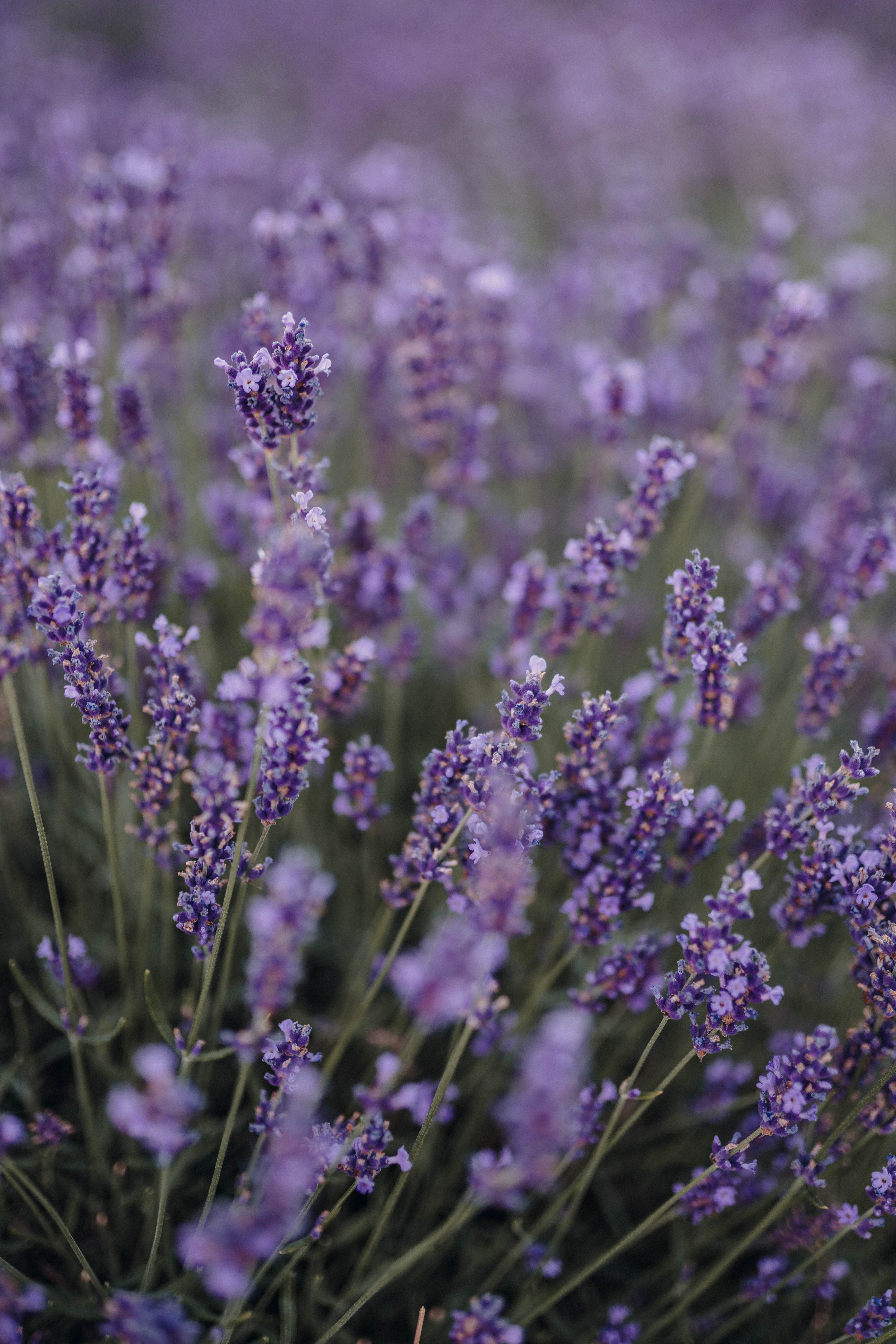 96198 Hintergrundbild herunterladen blumen, violett, feld, lila, lavendel, wildblumen - Bildschirmschoner und Bilder kostenlos