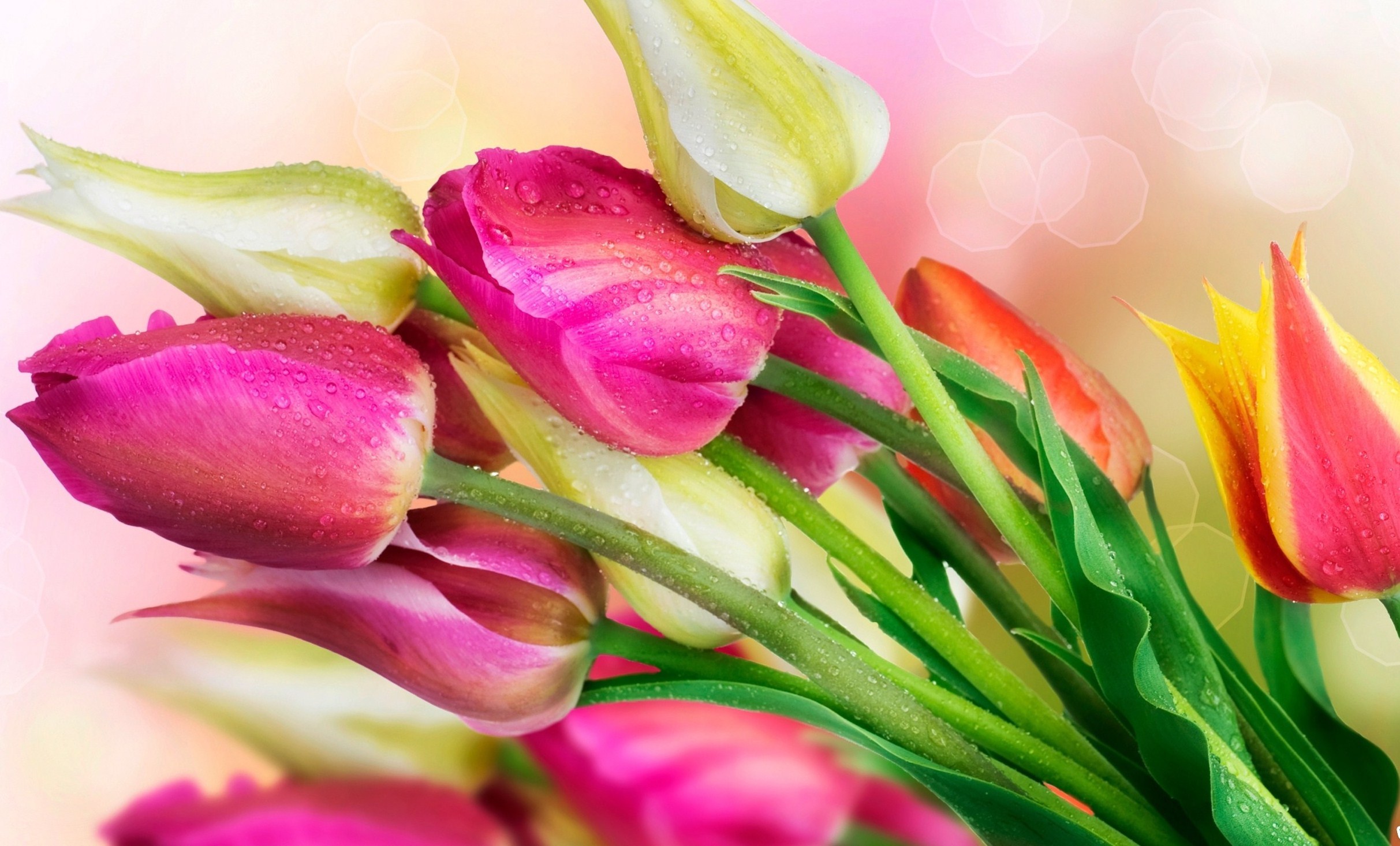 Скачать картинку Капли, Цветы, Букеты, Тюльпаны, Растения в телефон бесплатно.