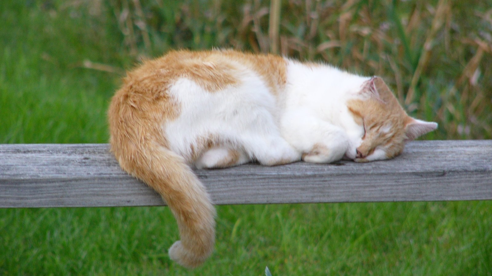 Baixe gratuitamente a imagem Animais, Gatos, Gato na área de trabalho do seu PC