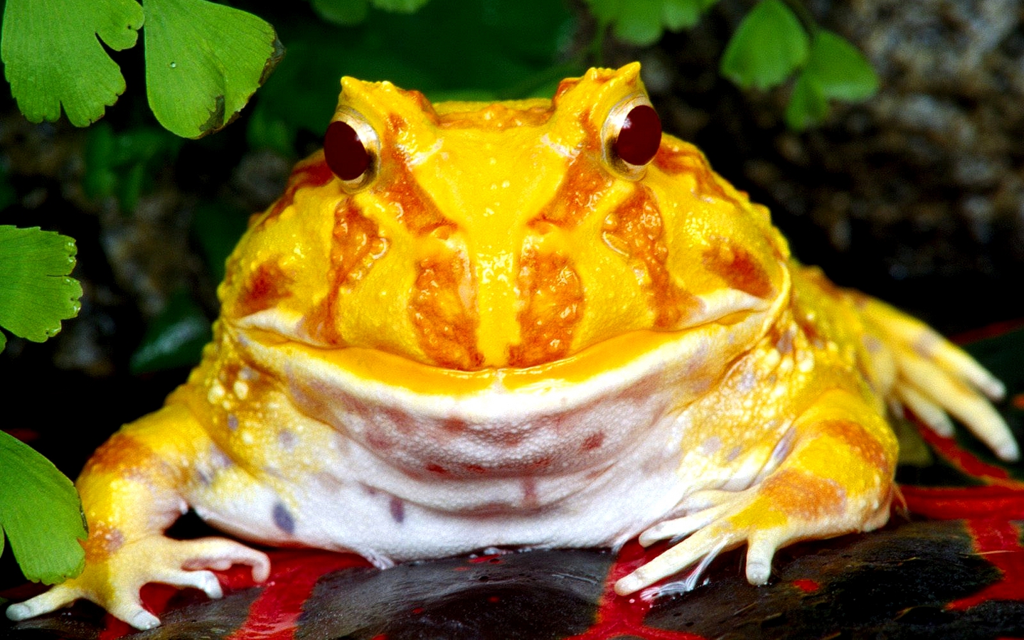 animal, frog, albino pacman frog
