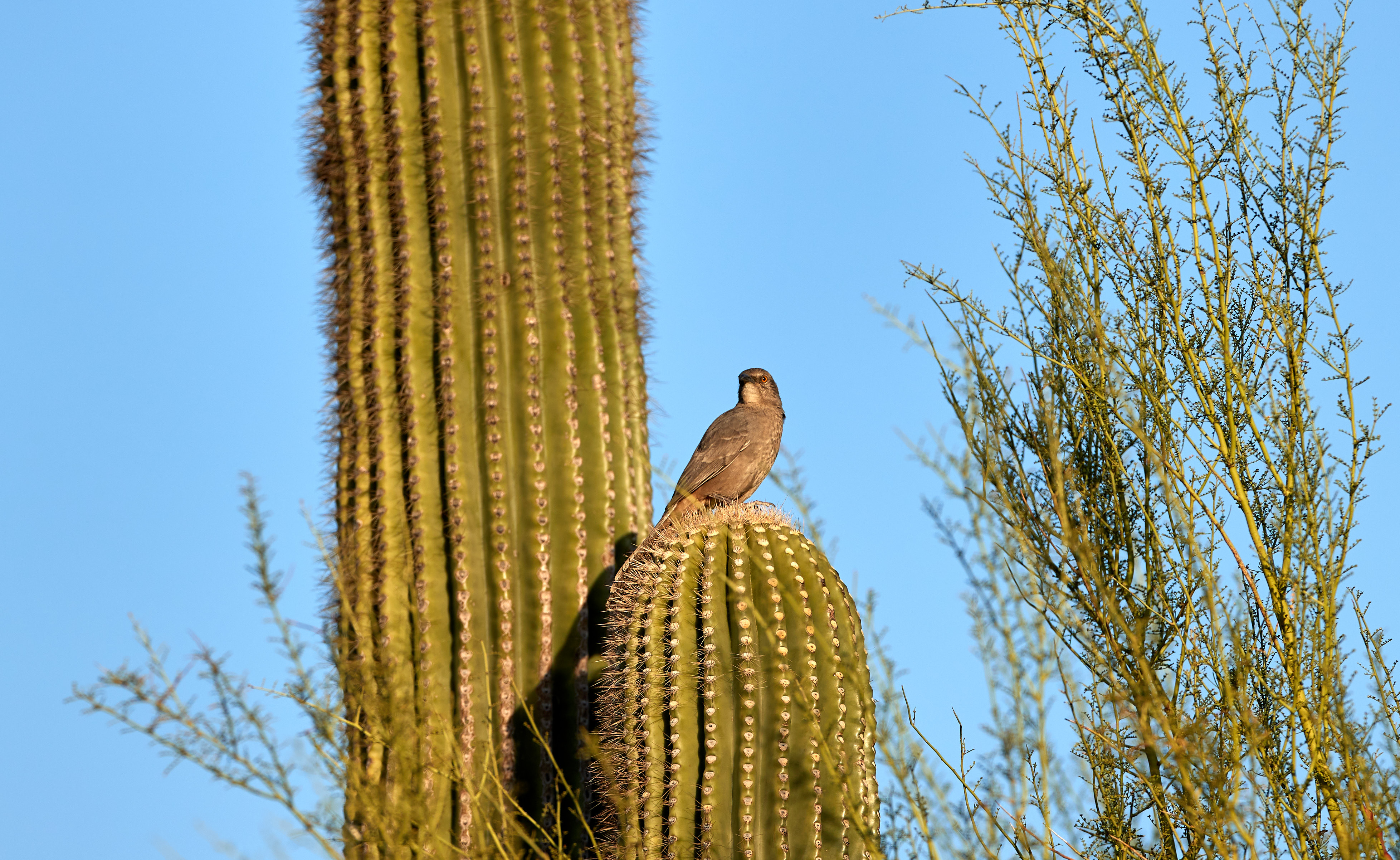 107756 Bild herunterladen tiere, sky, vogel, kaktus, dornen, stacheln - Hintergrundbilder und Bildschirmschoner kostenlos