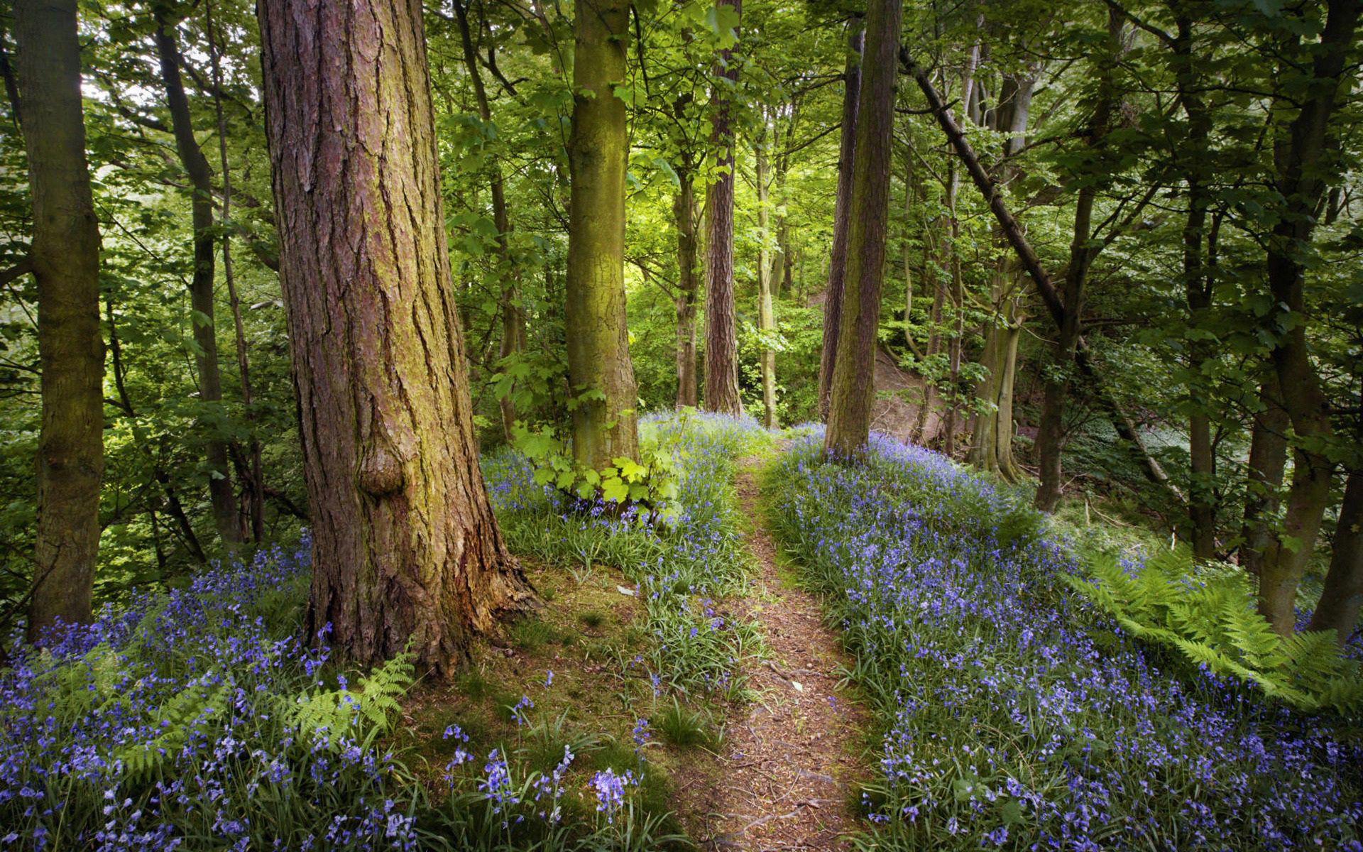 Download mobile wallpaper Purple Flower, Path, Forest, Tree, Flower, Earth for free.