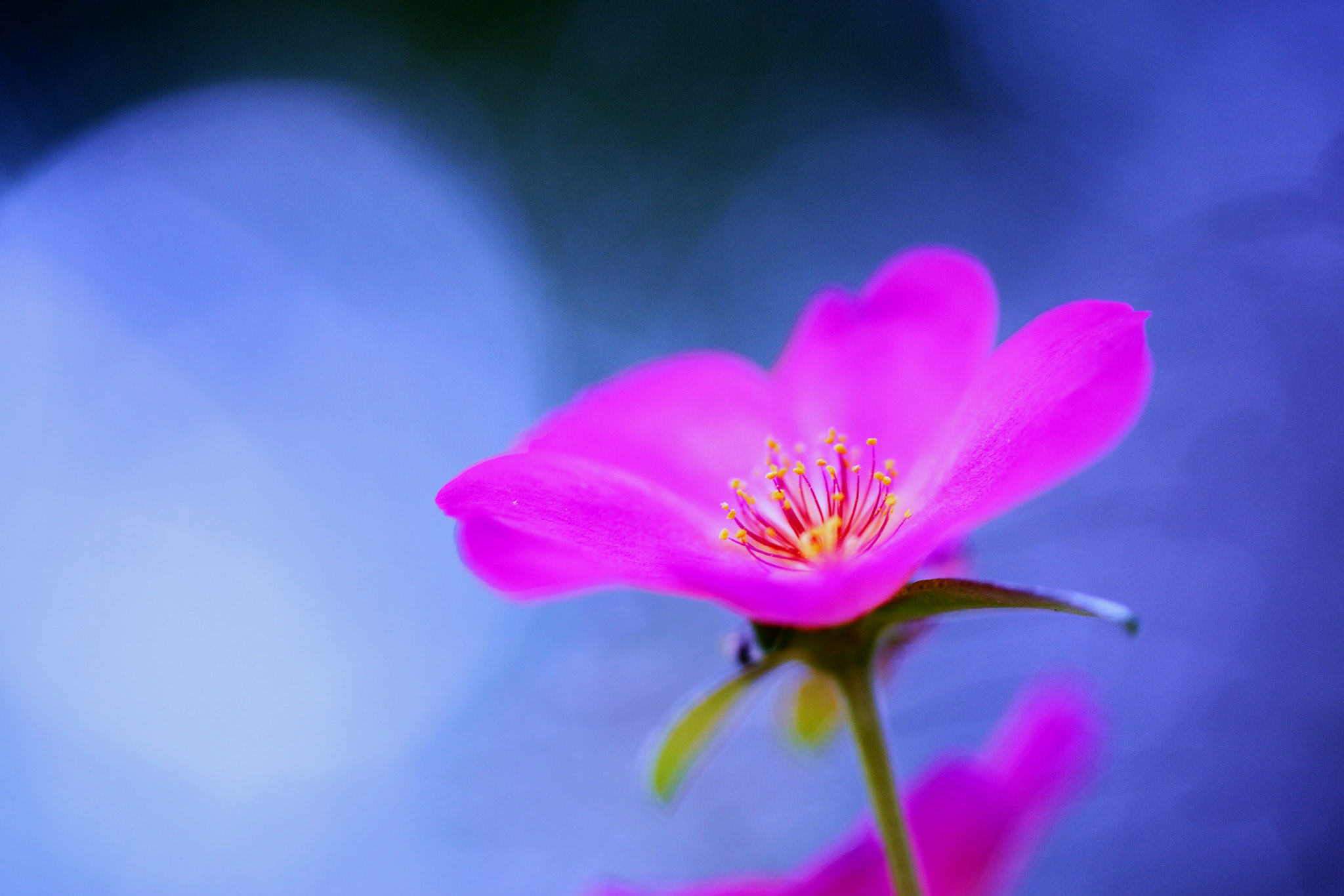 PCデスクトップに自然, フラワーズ, 花, 閉じる, 地球, ピンクの花画像を無料でダウンロード