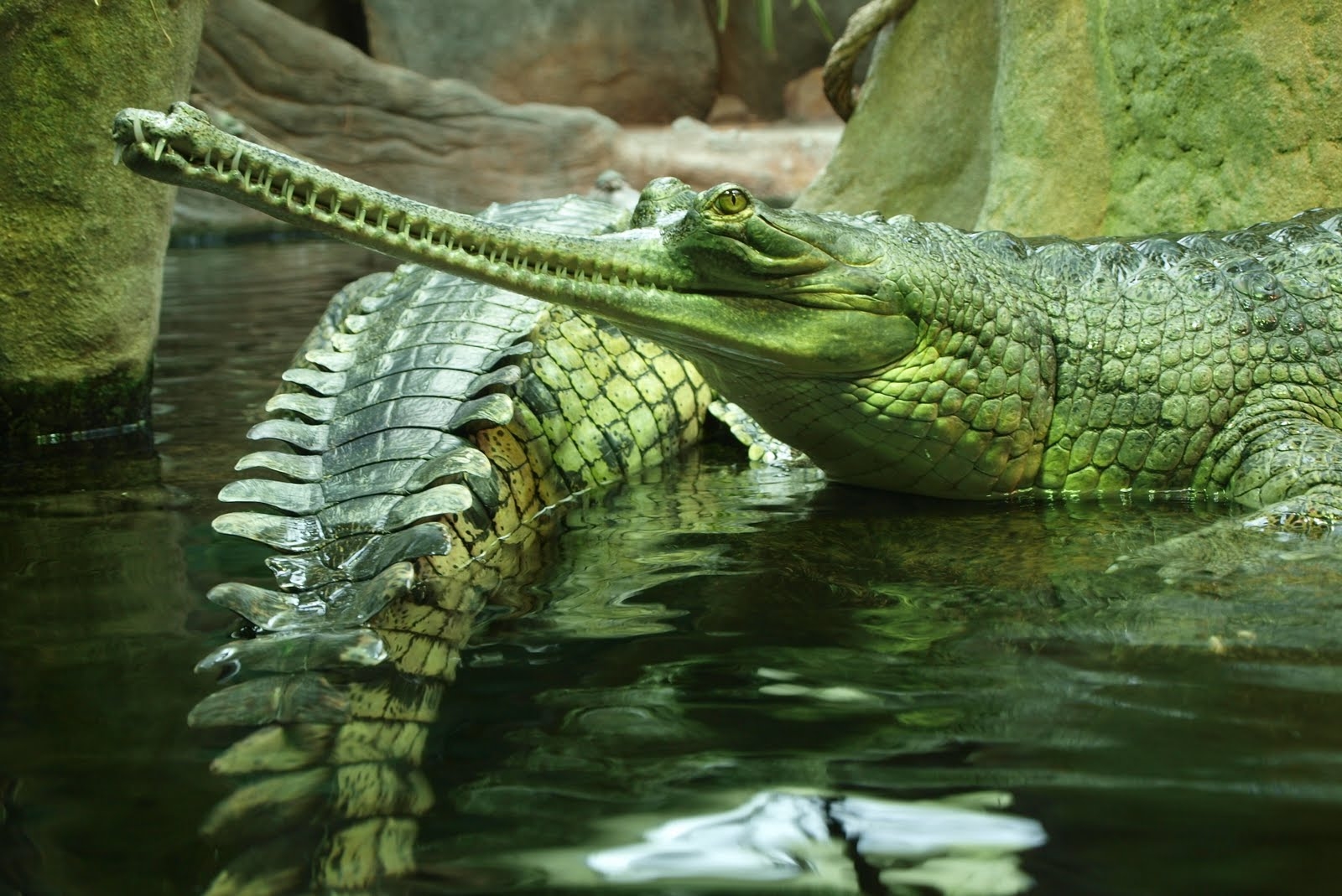 Laden Sie das Schwimmen, Reptile, Krokodil, Gavials, Reptil, Tiere-Bild kostenlos auf Ihren PC-Desktop herunter