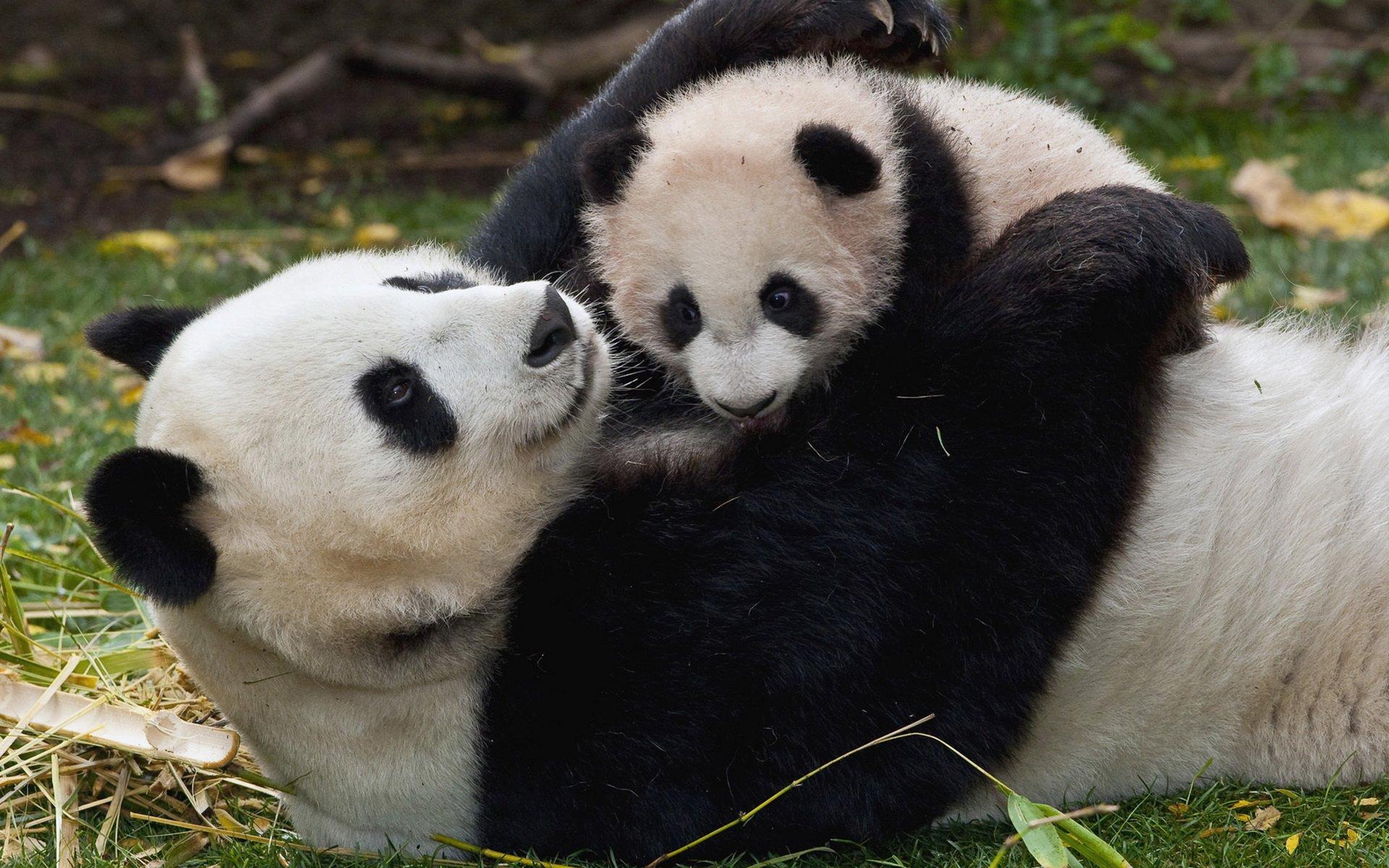 Download mobile wallpaper Animal, Panda, Playing, Baby Animal for free.