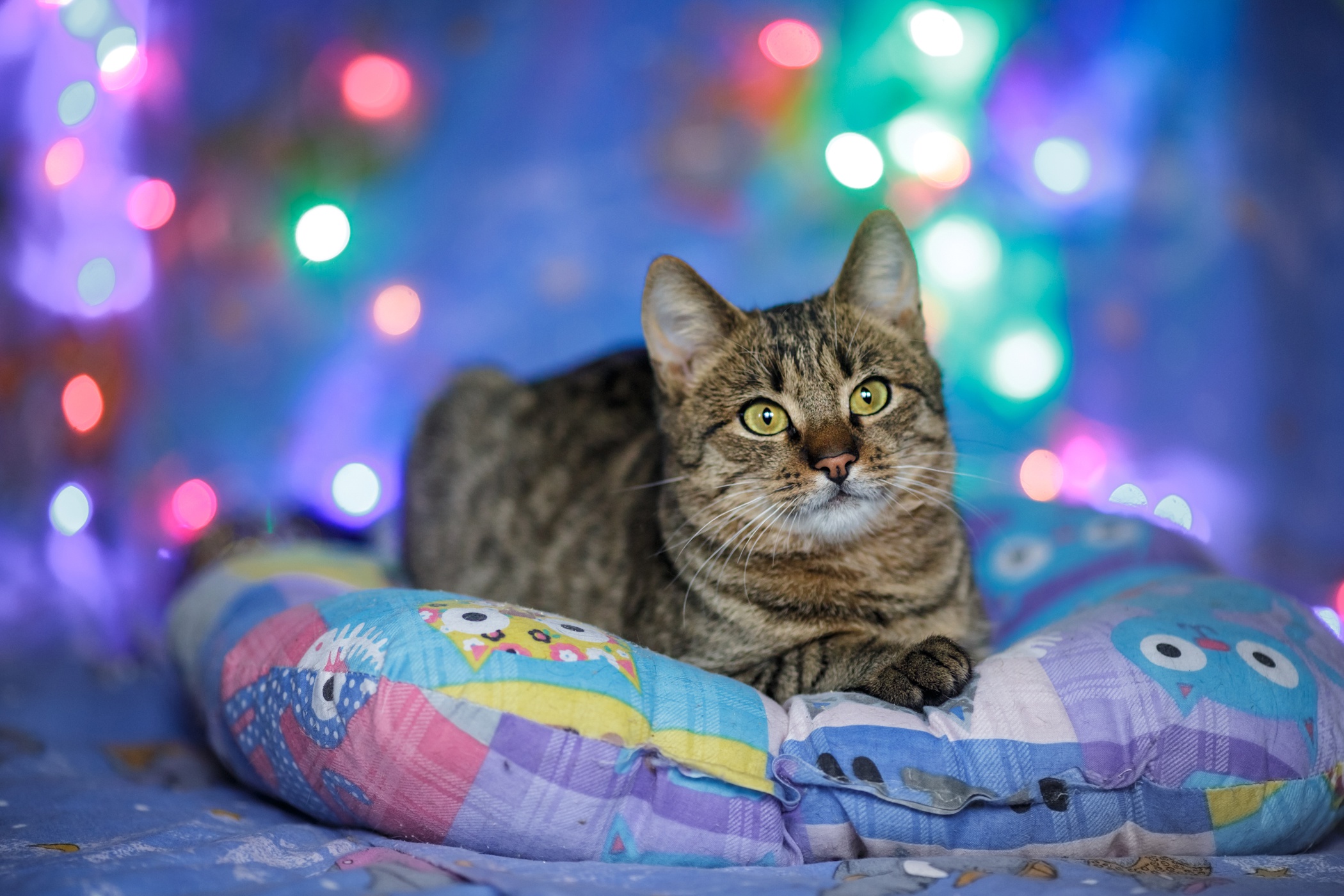 Baixe gratuitamente a imagem Animais, Gatos, Gato na área de trabalho do seu PC