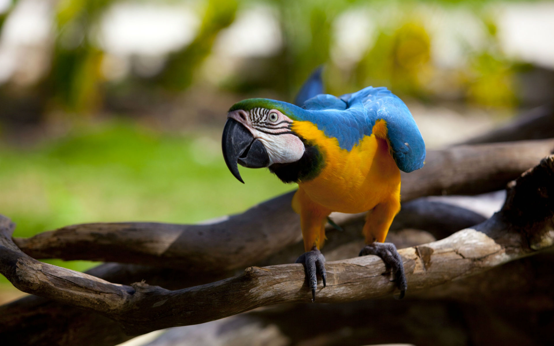 animal, blue and yellow macaw, birds