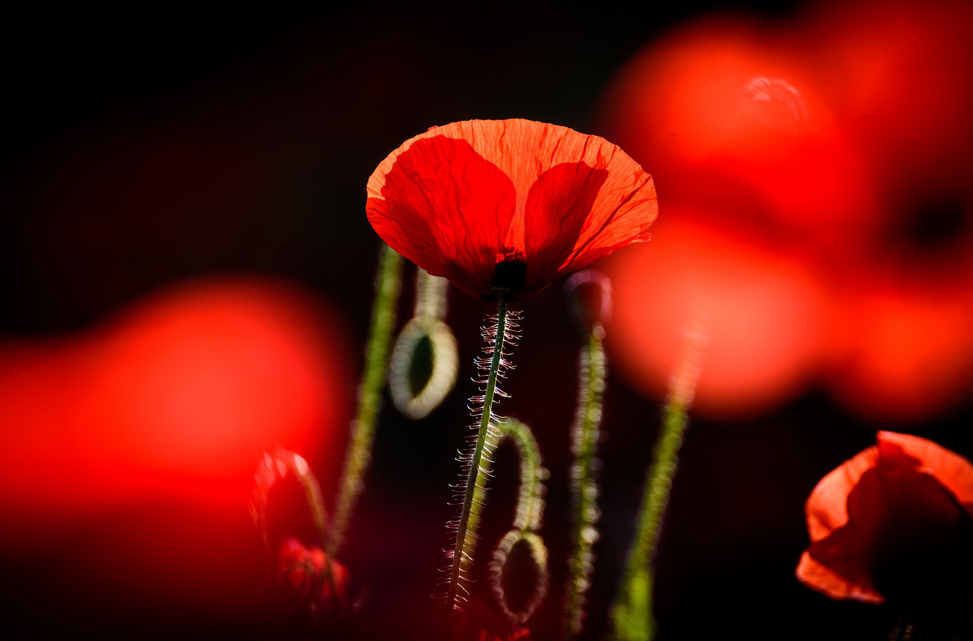 Handy-Wallpaper Natur, Blumen, Mohn, Sommer, Blume, Rote Blume, Erde/natur kostenlos herunterladen.