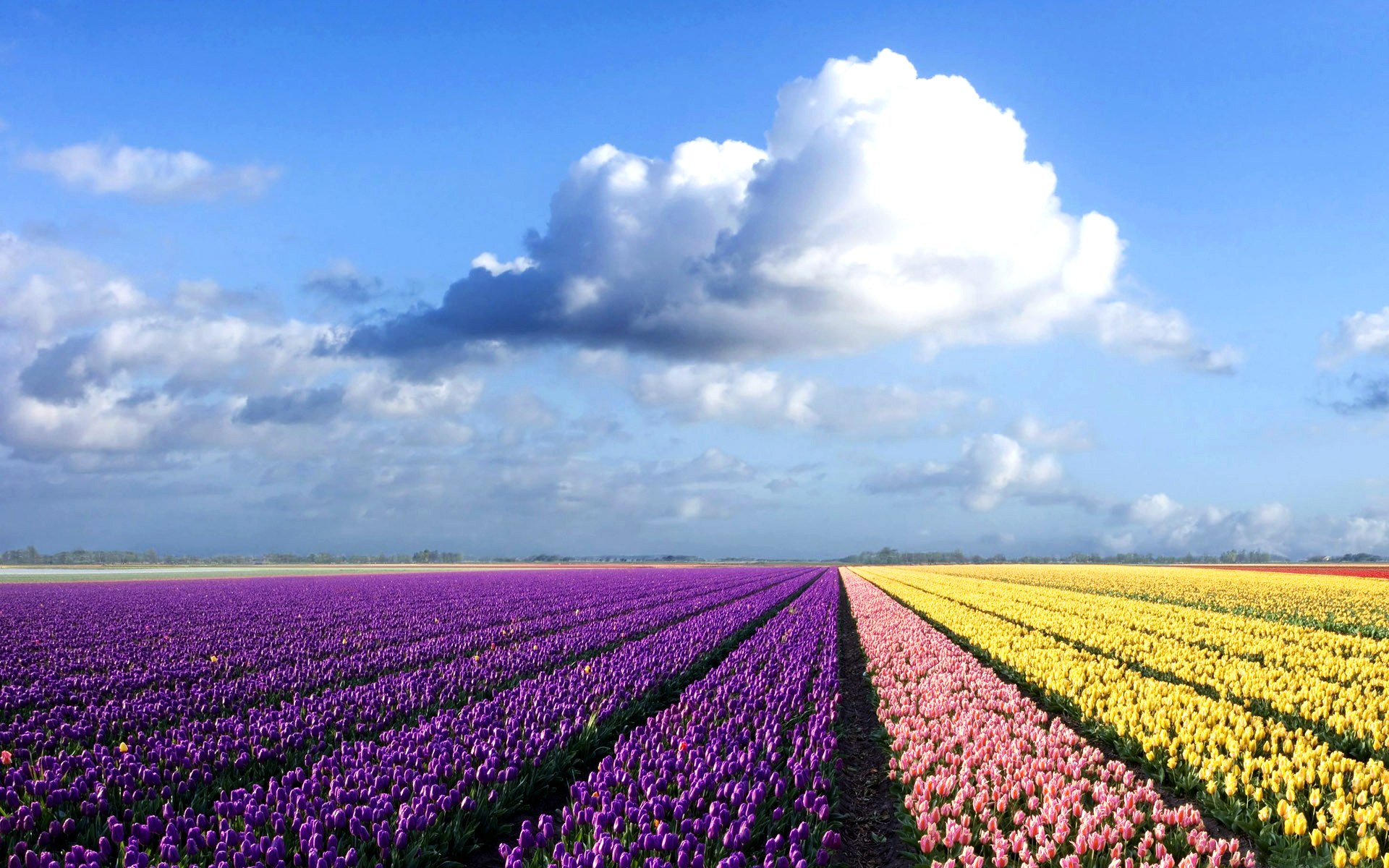 162764 télécharger l'image tulipe, terre/nature, fleur, fleurs - fonds d'écran et économiseurs d'écran gratuits