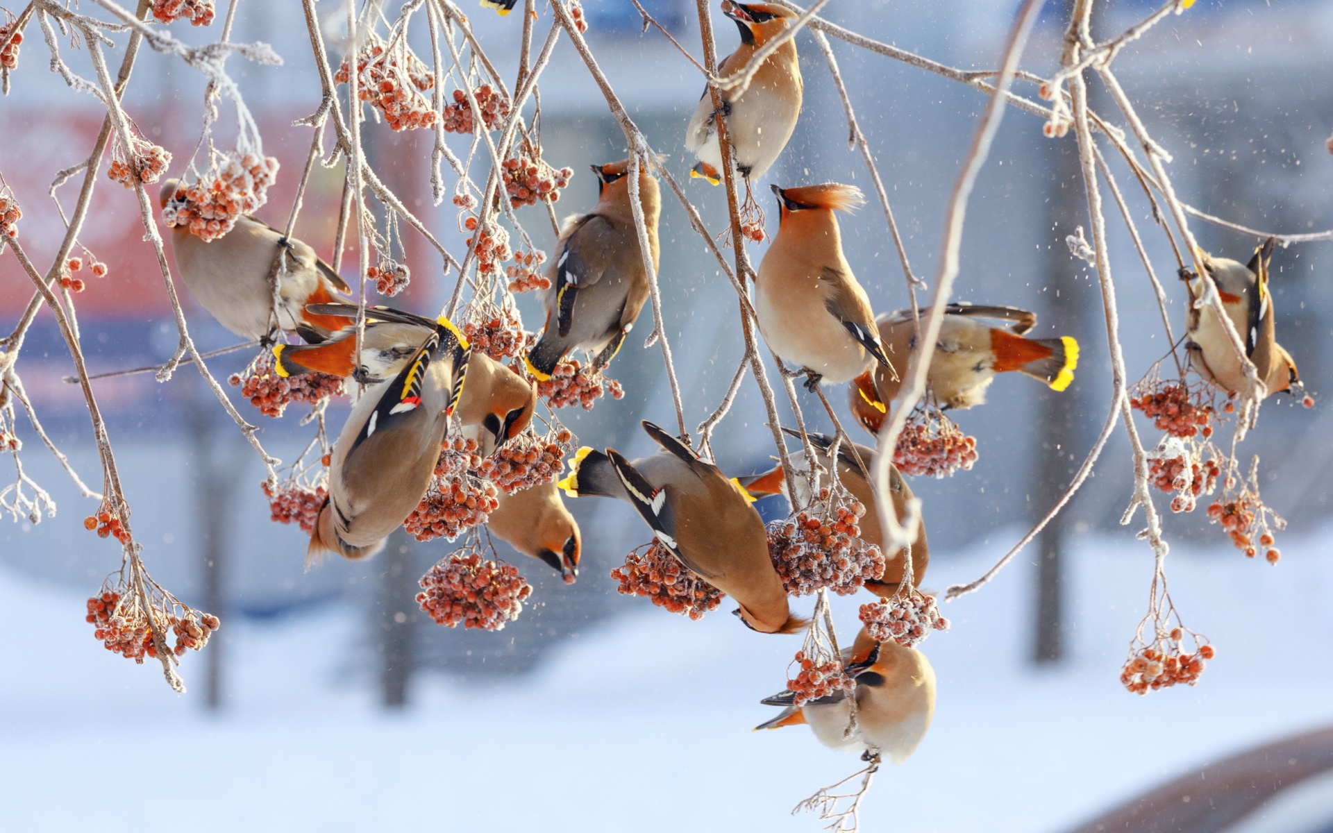 branch, animal, waxwing, bird, bohemian waxwing, snow, winter, birds