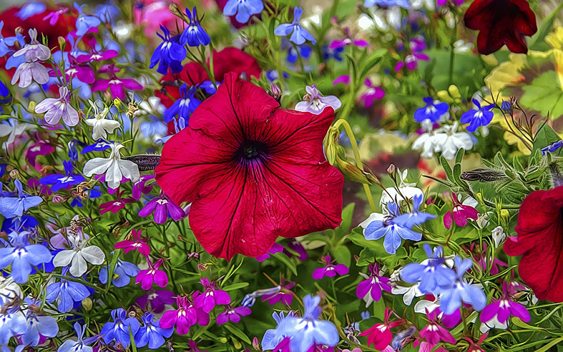 Free download wallpaper Flowers, Flower, Earth, Field, Colors, Red Flower, Blue Flower on your PC desktop