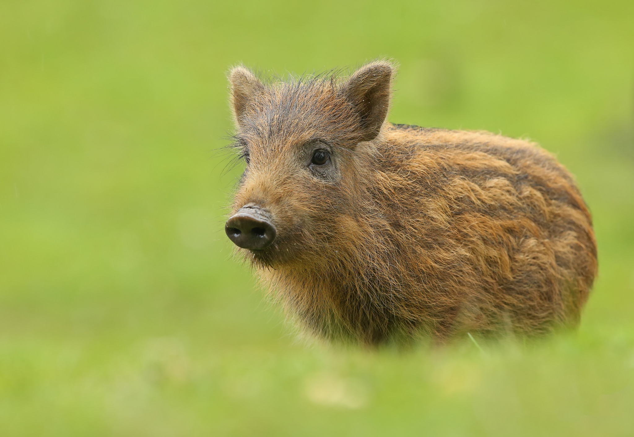 Download mobile wallpaper Animal, Boar, Baby Animal for free.