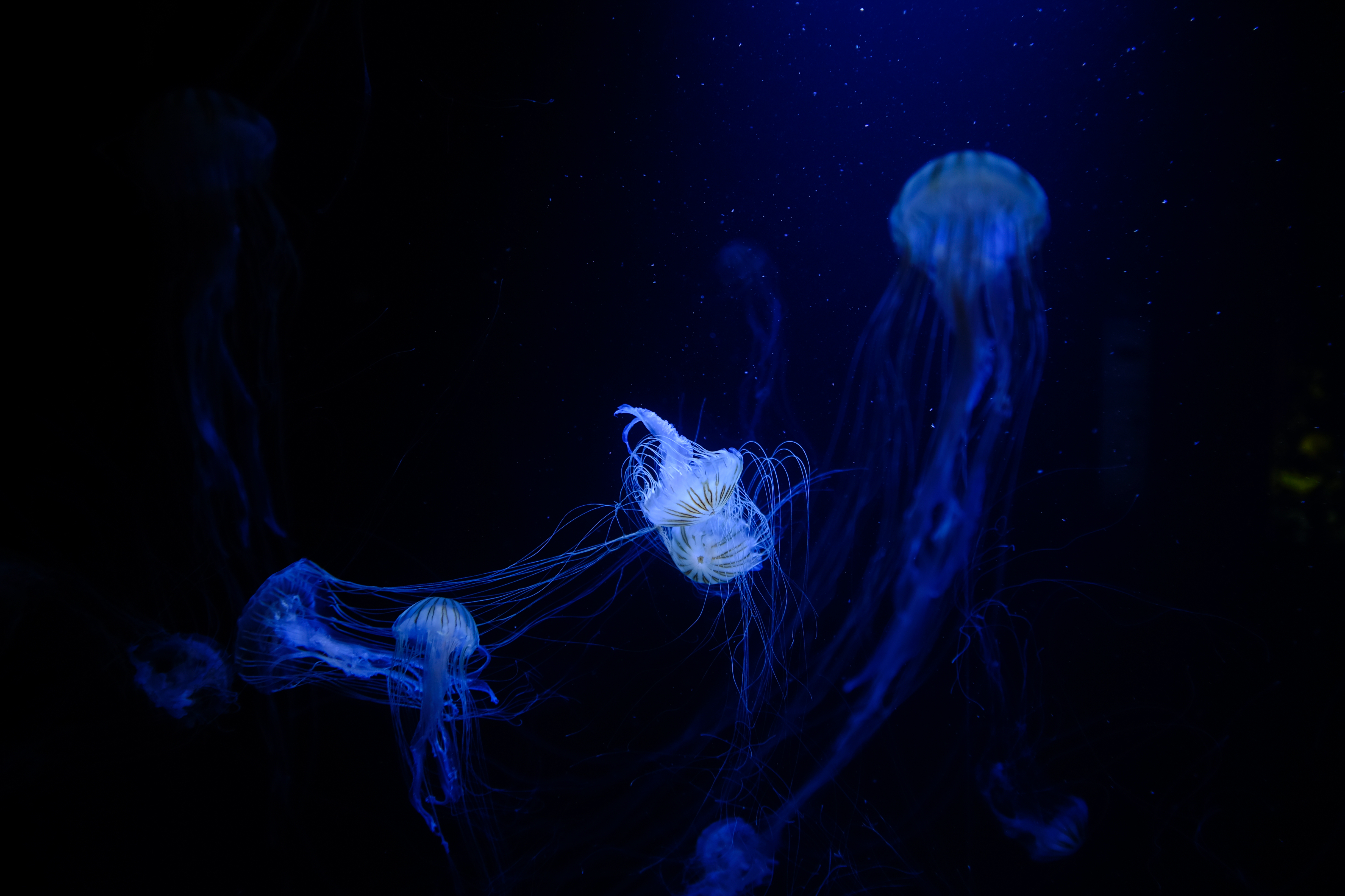 132580 завантажити картинку тварини, медузи, сплетіння, сплетення, підводний світ, щупальці, щупальця - шпалери і заставки безкоштовно