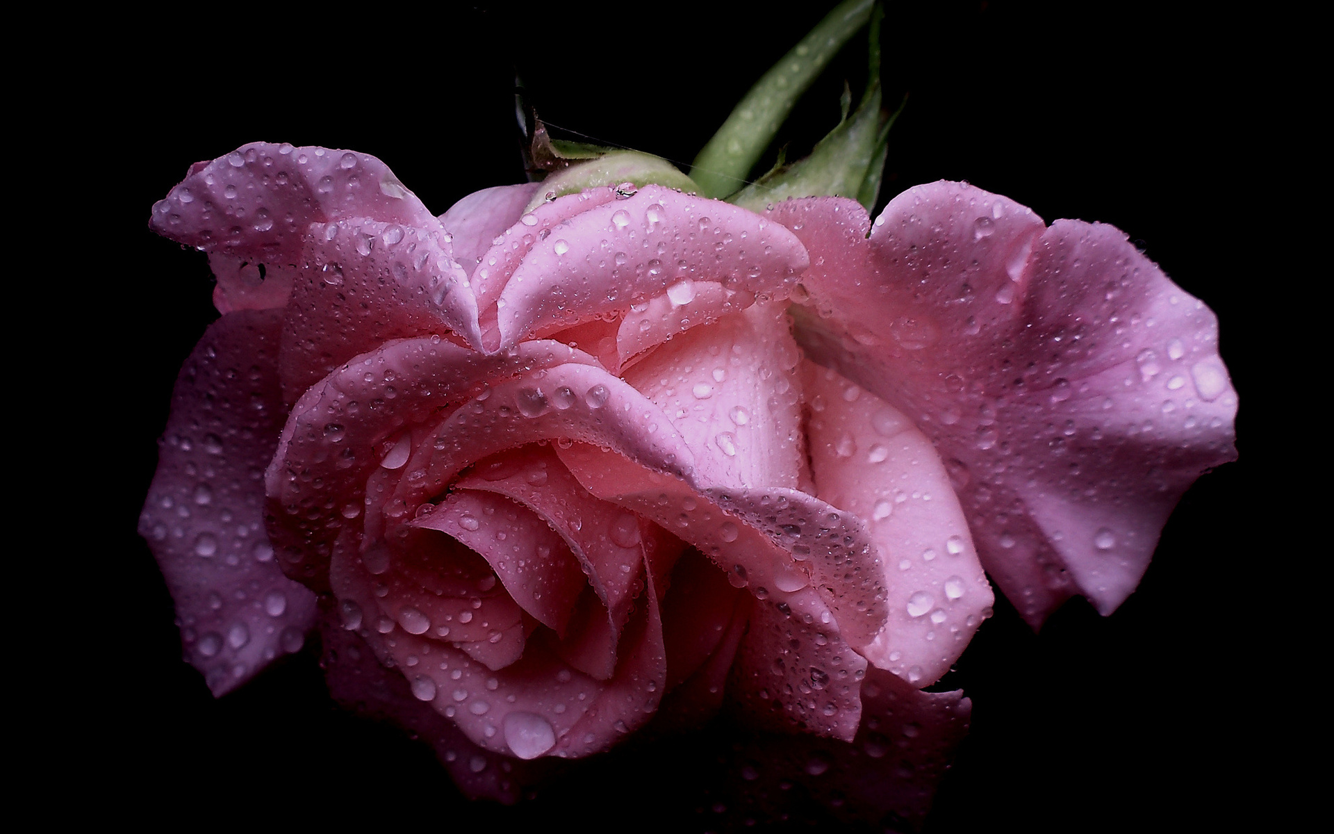 Free download wallpaper Flowers, Flower, Macro, Rose, Bud, Earth, Petal, Water Drop, Pink Rose on your PC desktop