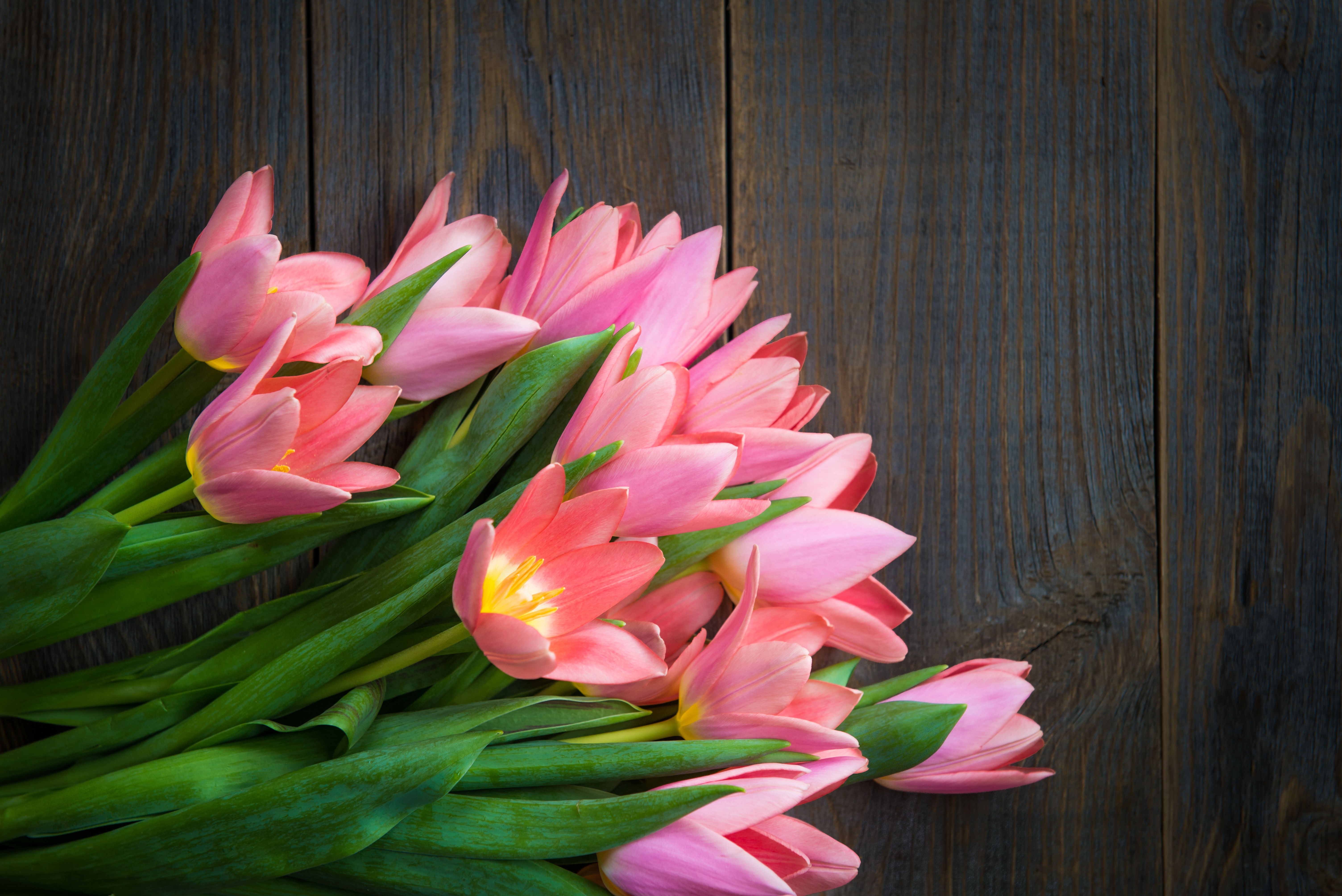 Laden Sie das Blume, Menschengemacht, Pinke Blume-Bild kostenlos auf Ihren PC-Desktop herunter