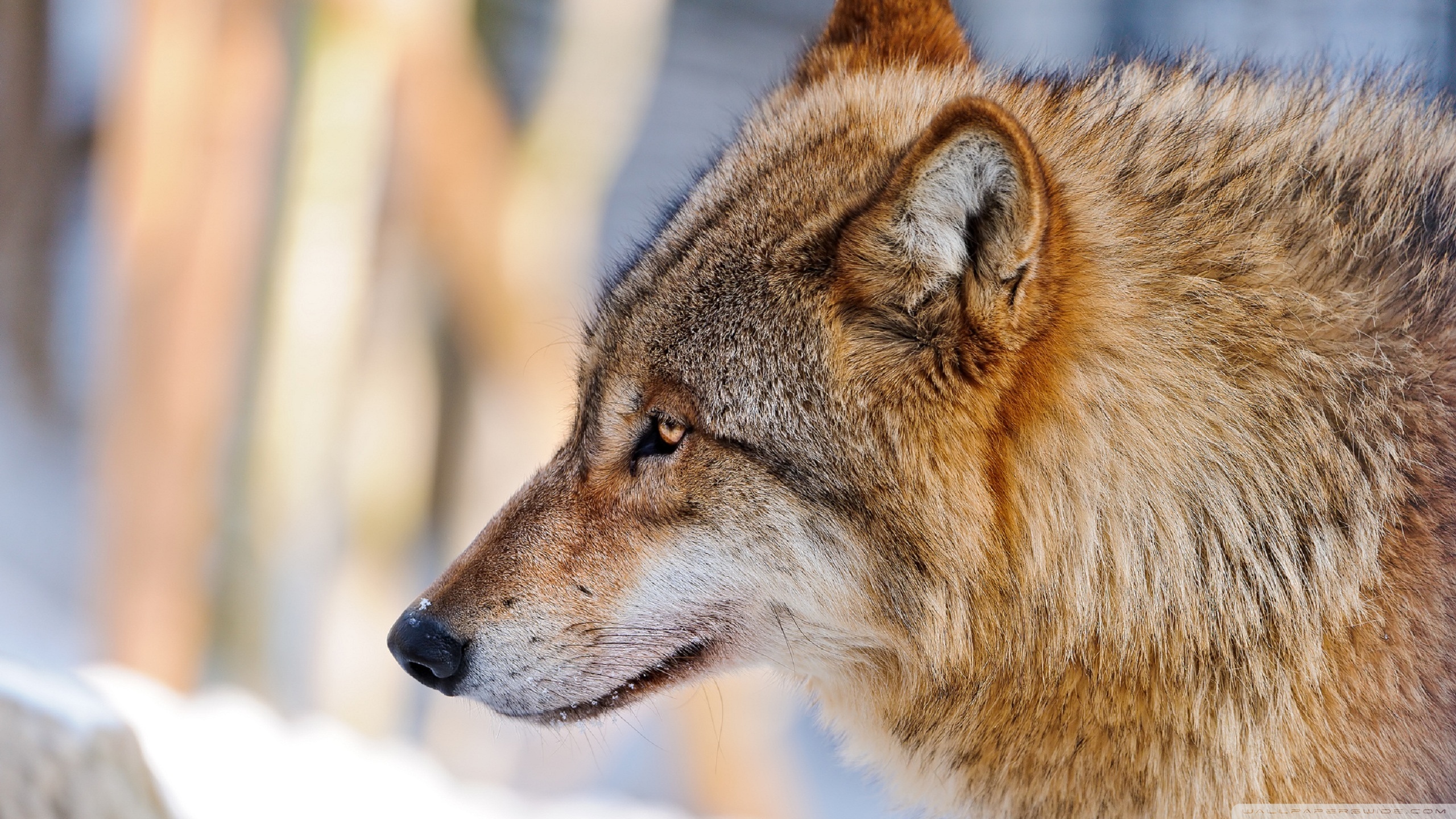 Download mobile wallpaper Wolves, Wolf, Dog, Animal for free.