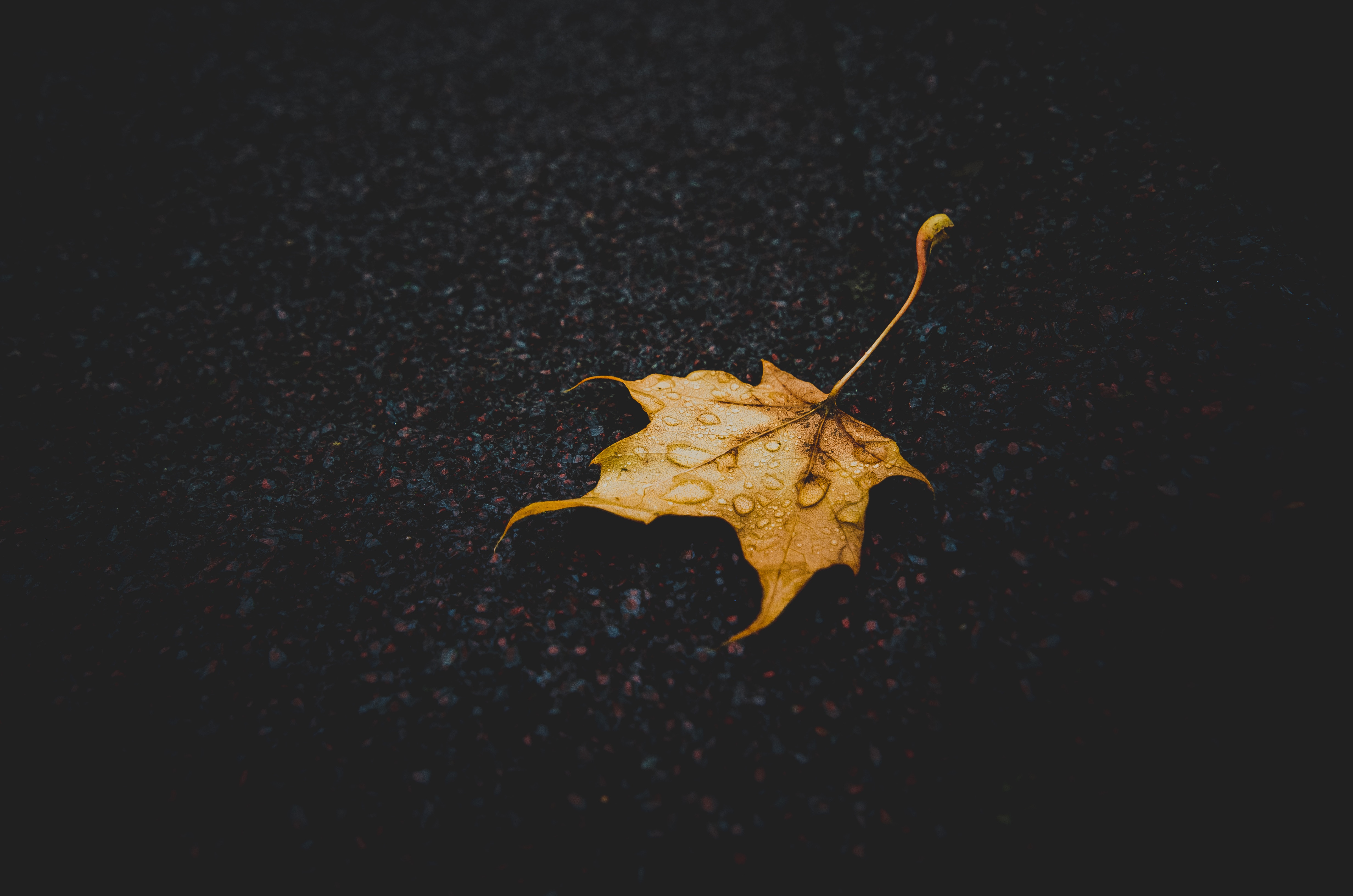 maple, sheet, drops, dark, leaf, dry, fallen